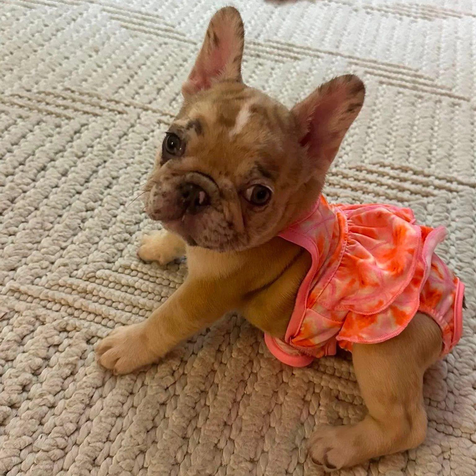 Good reports make it allllllll worth it!  Peanut is doing GREAT in her new home 🥜🐾&hearts;️ #puppylove #drewdogs #frenchiepuppy #fullheart #foreverhome