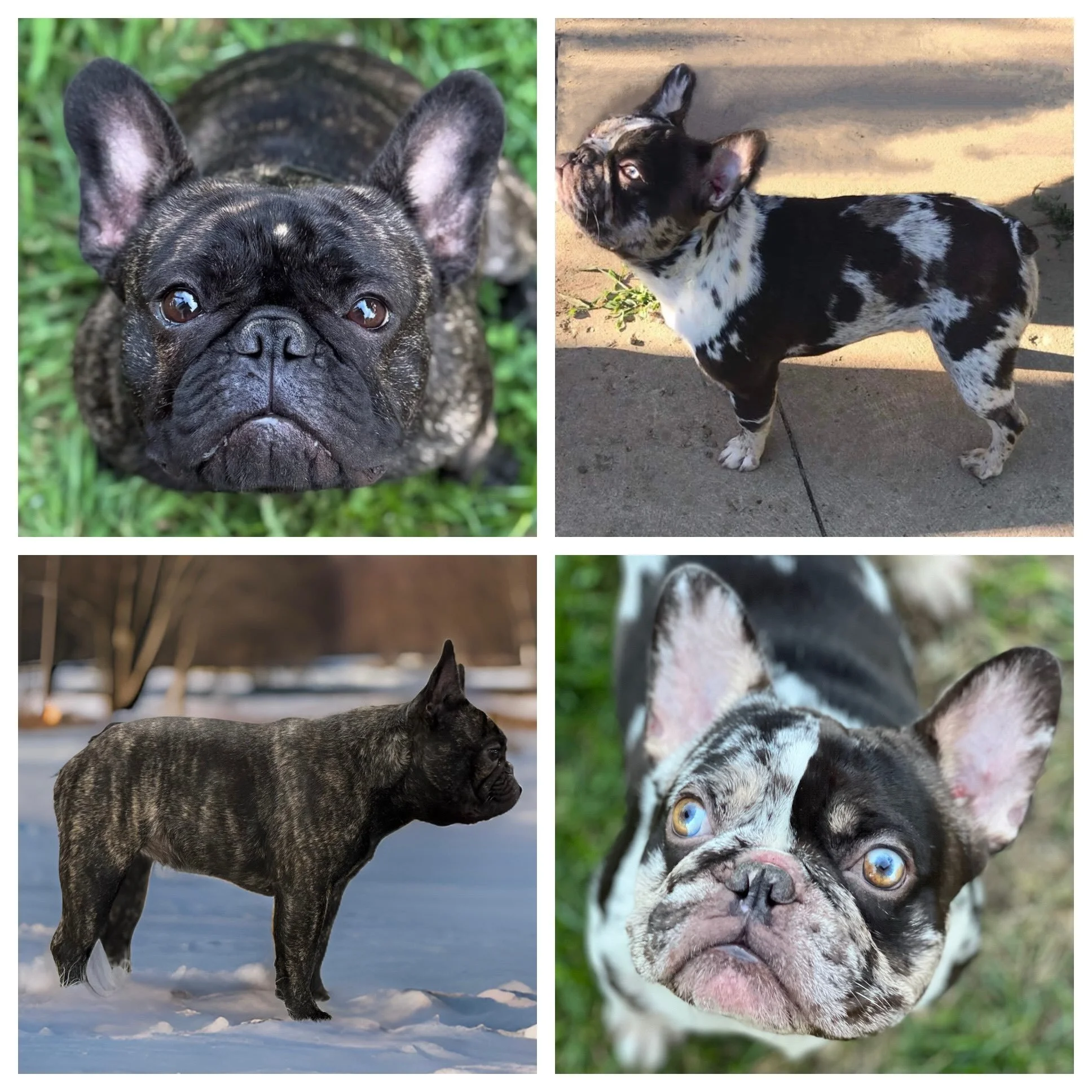 What we&rsquo;ve been working on this week!  Making frenchies 🐾. Netty &amp; Harvey will hear the putter patter of little paws and the sound of lil snorts come the end of October!! 🐾🐽. Guaranteed cuteness overload when you combine these 2 gorgeous