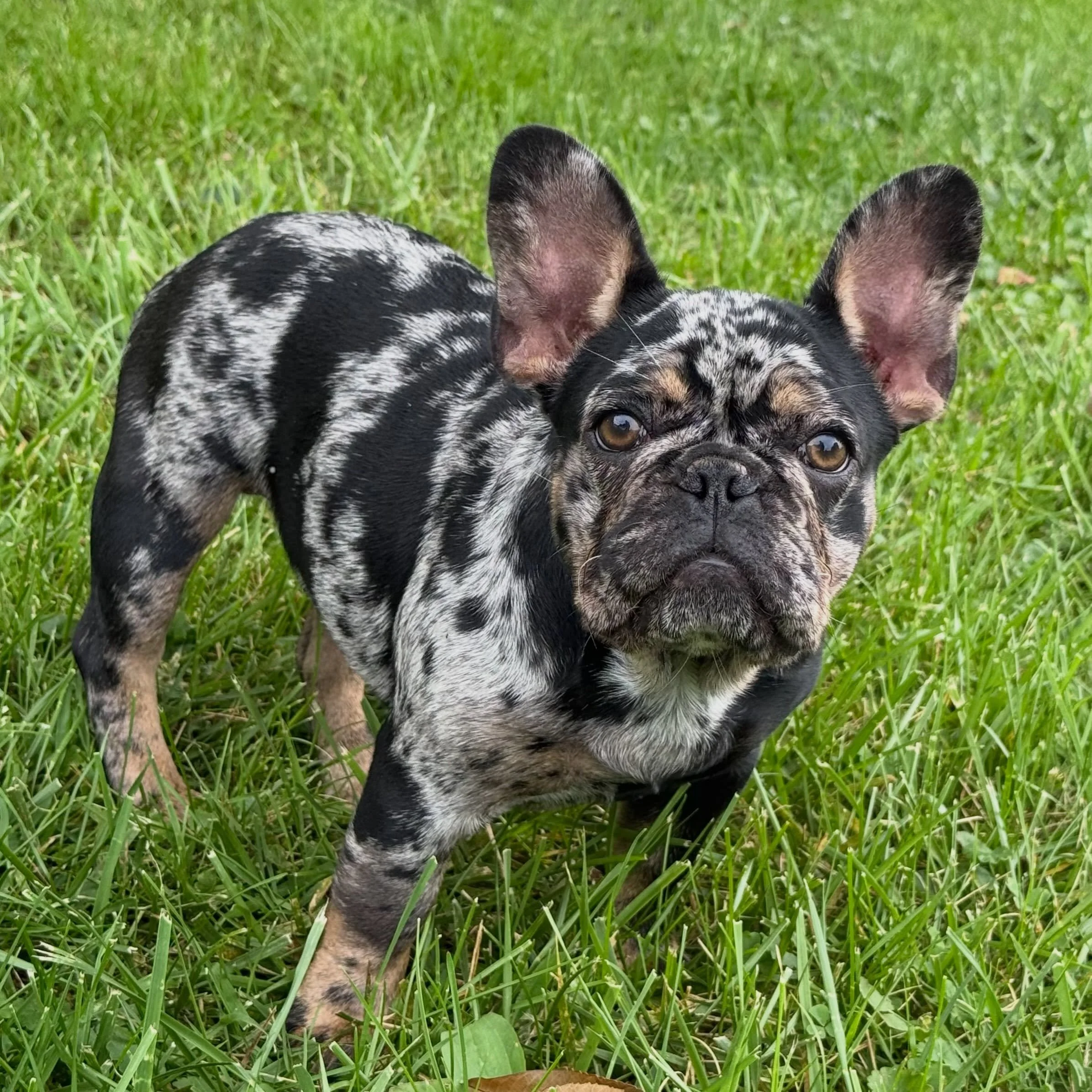 I have wanted a black and tan merle for years.  And I couldn&rsquo;t wait to keep a girl from Freckles. Giggles came along and was just the perfect one. #Giggles #FrenchiePuppy #DrewDogs