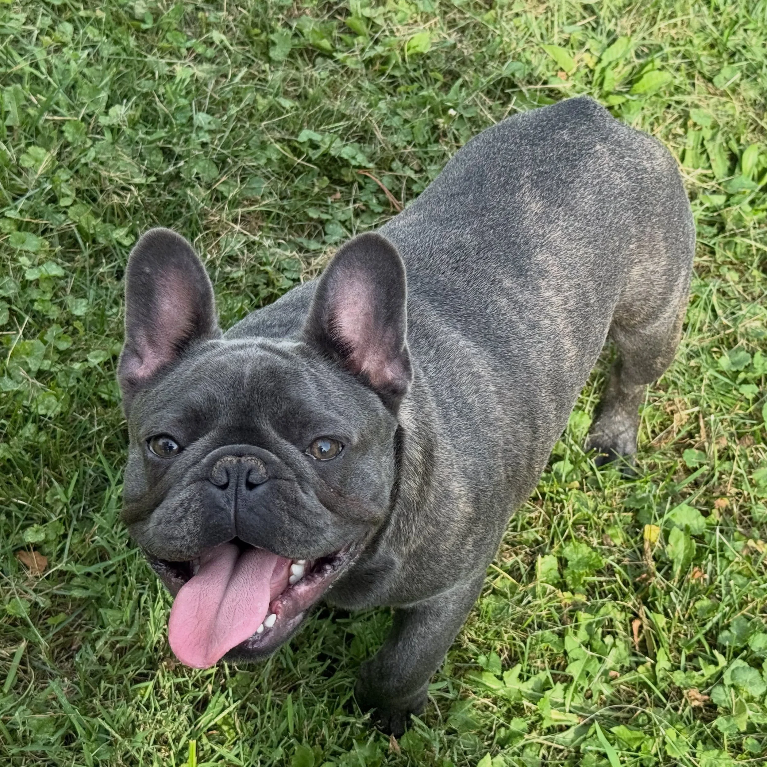 Out for a quick potty break and Demin 👖🐾says it is way too hot for this! 🔥☀️ Frenchies aren&rsquo;t made for this heat! 🥵 #denim #hot #sunsouttonguesout #drewdogs