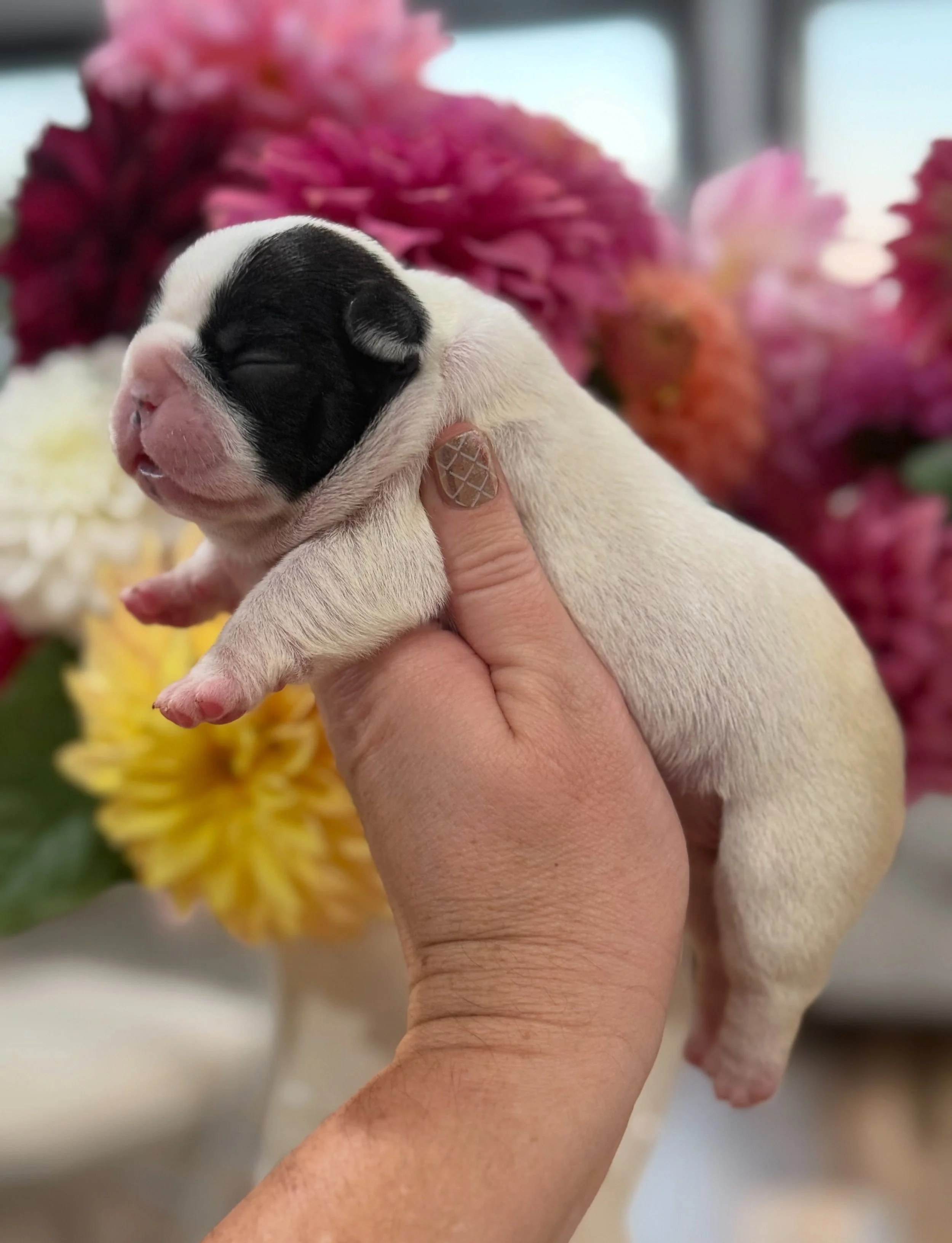 Meet Busy &amp; Amos&rsquo;s Breakfast Cereal litter! 

3 pics of each baby! 

Cheerios 🥣 - brindle pied female 
Cocoa Krispies 🥣 - brindle male 
Cinnamon Toast Crunch - 🥣🍞 fawn pied male 
Count Chocula 🥣 - brindle male
Cookie Crisp 🥣 - fawn pi
