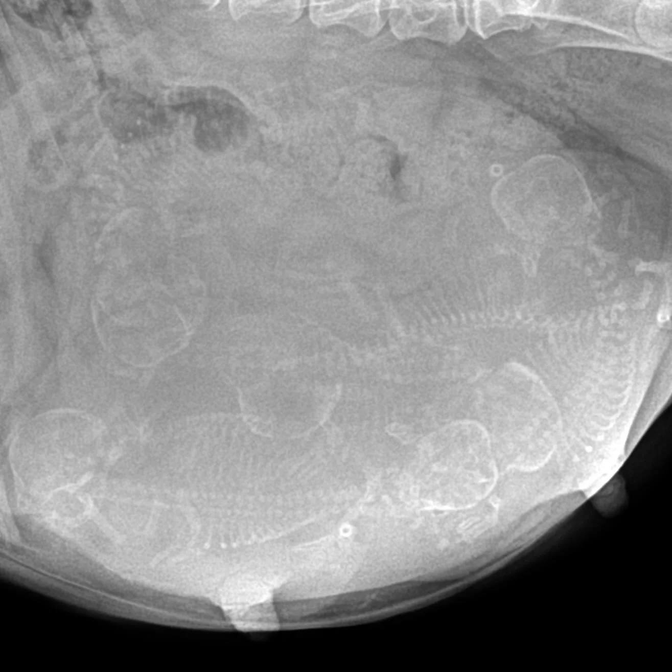 Puppy Counters!!! Where ya at?! Netty &amp; Harvey are just one week away from welcoming their puppies.  How many do you see?! (Hint: Netty is pretty HUGE 😳) 

#PuppyCounting #FrenchieBreeder #FrenchiePuppies #FrenchBulldogpuppies #drewdogs