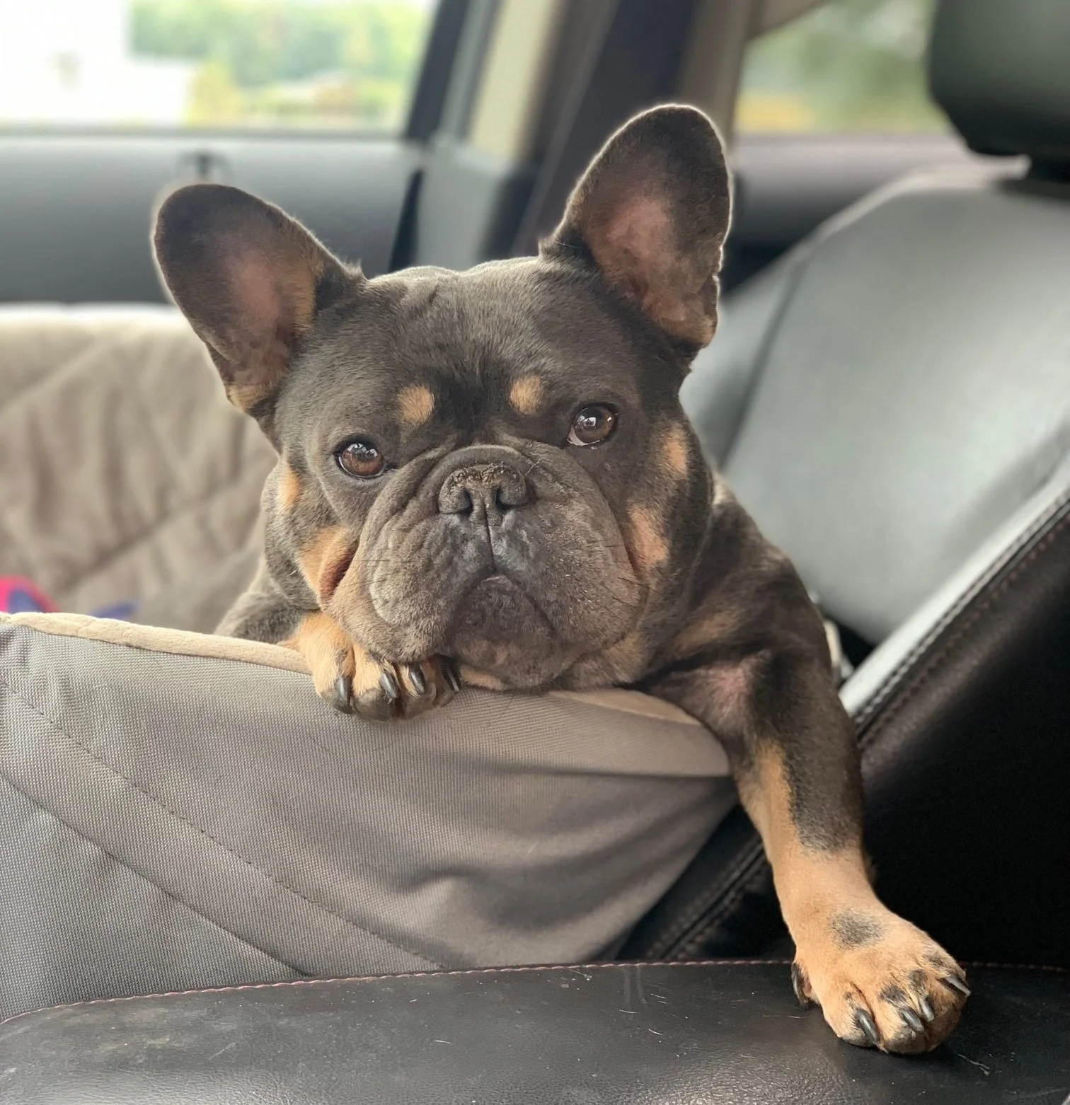 frenchie breeder ashland ohio