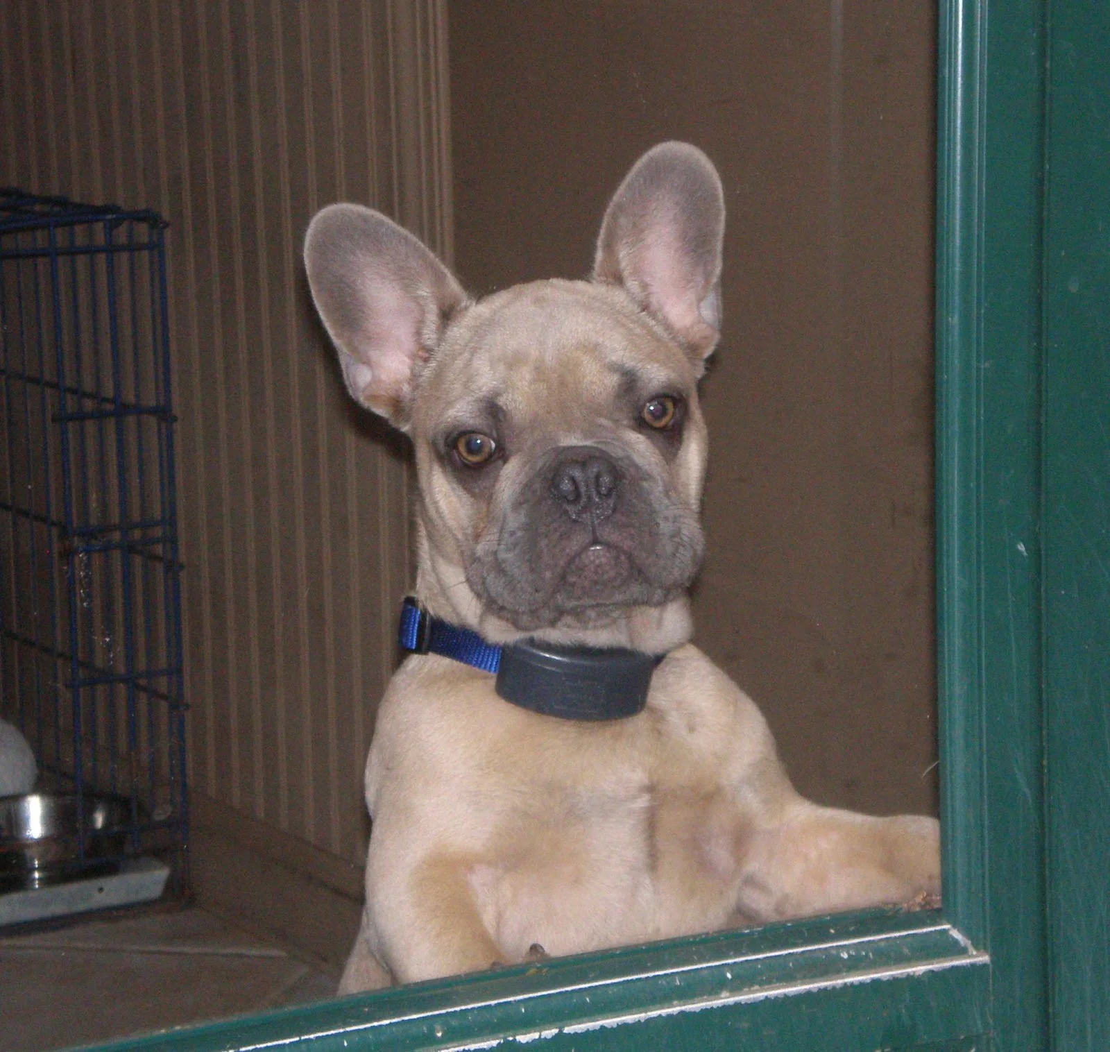 cute frenchie puppy for sale.jpeg