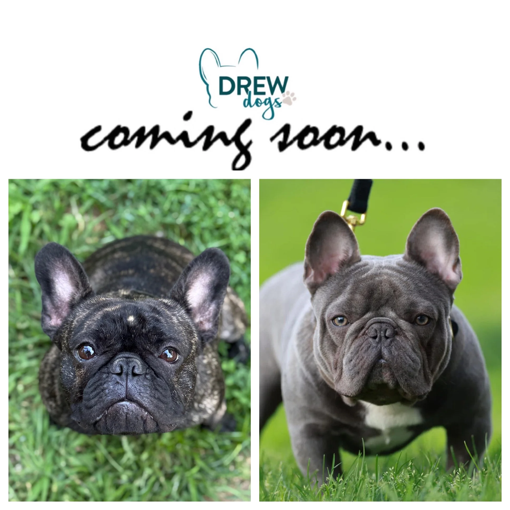 Announcement poster featuring two French Bulldogs, with Drew Dogs logo and text 'coming soon'.