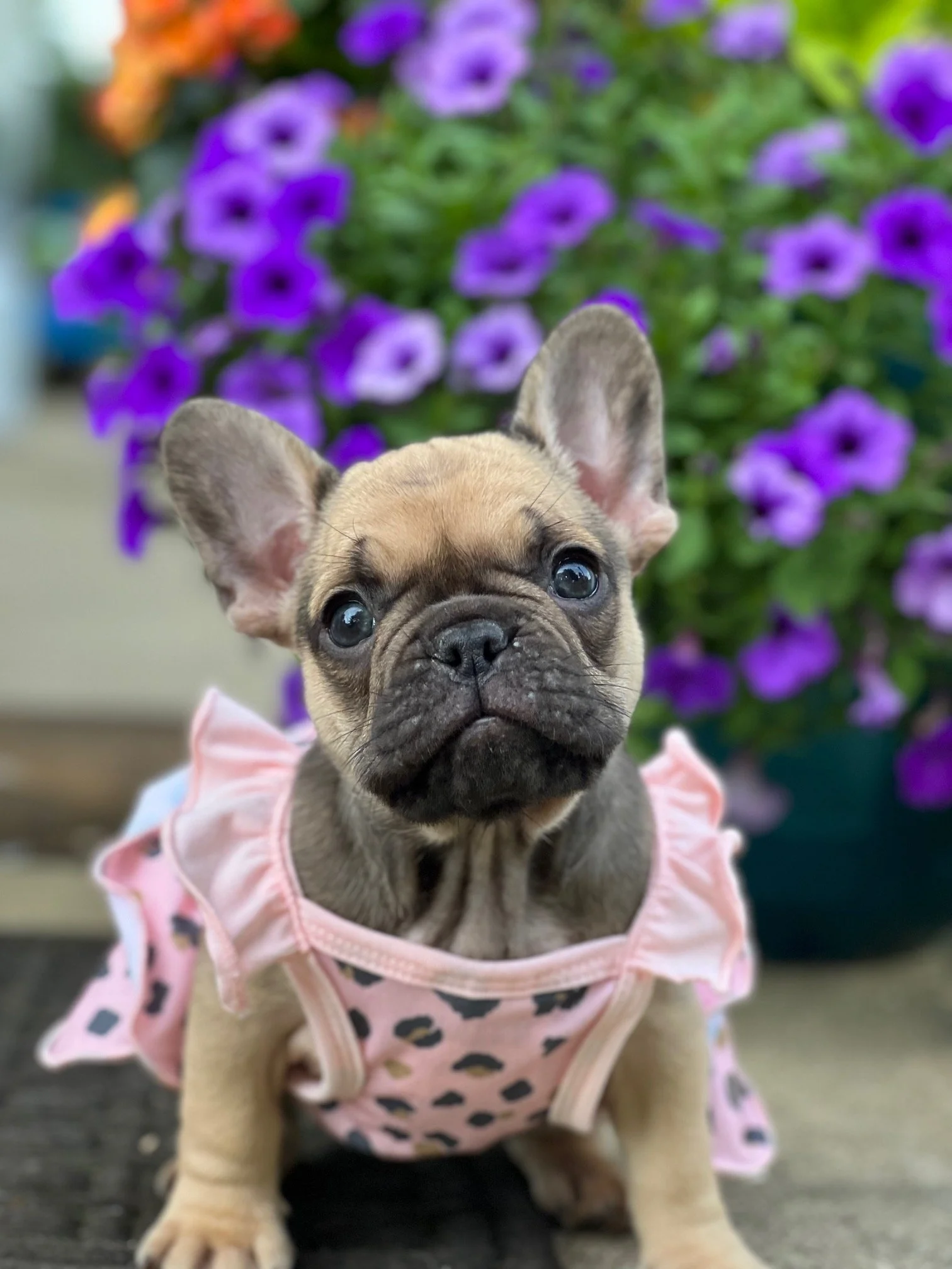frenchie breeder ohio