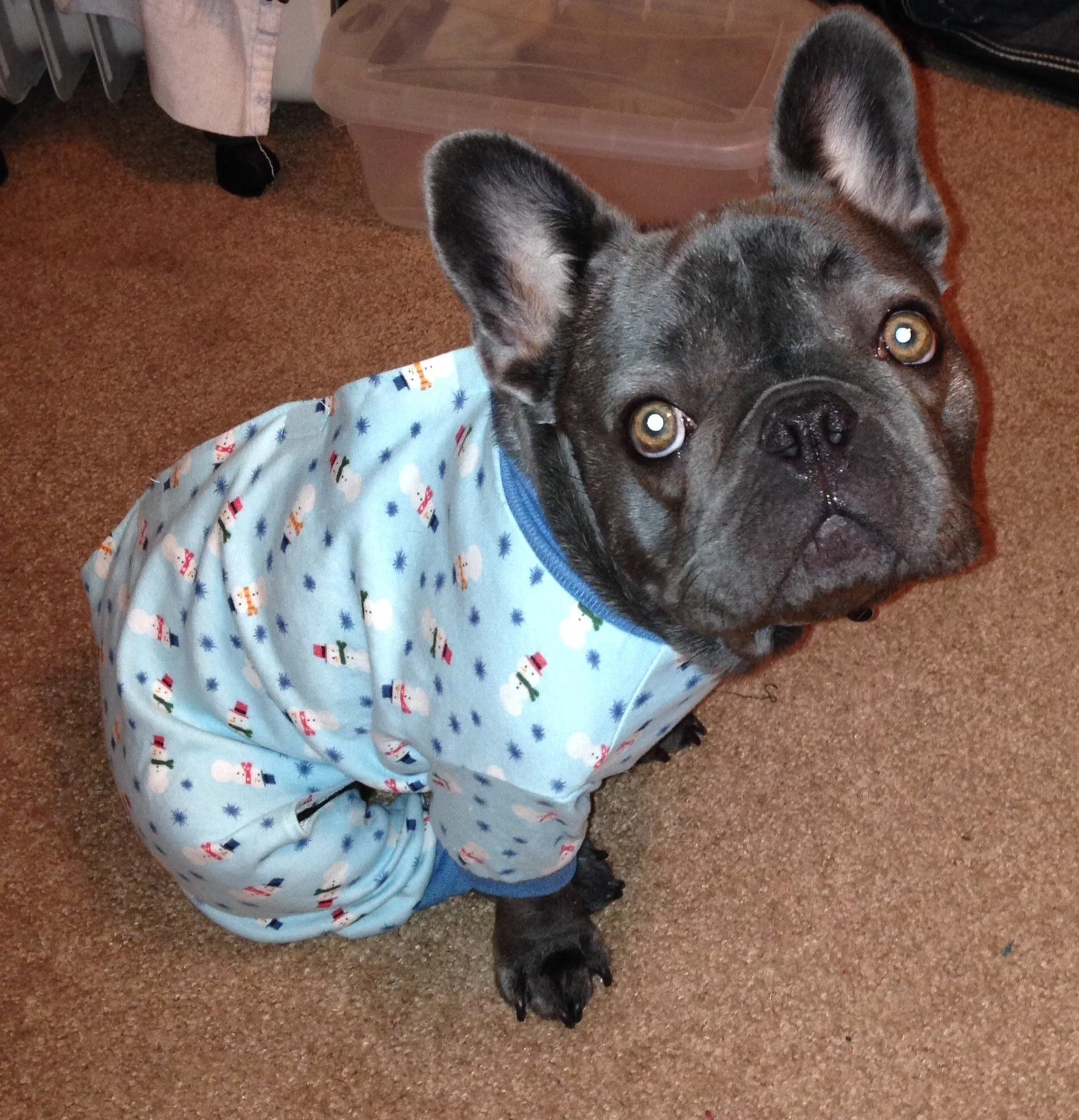 french bulldog in pajamas.jpeg