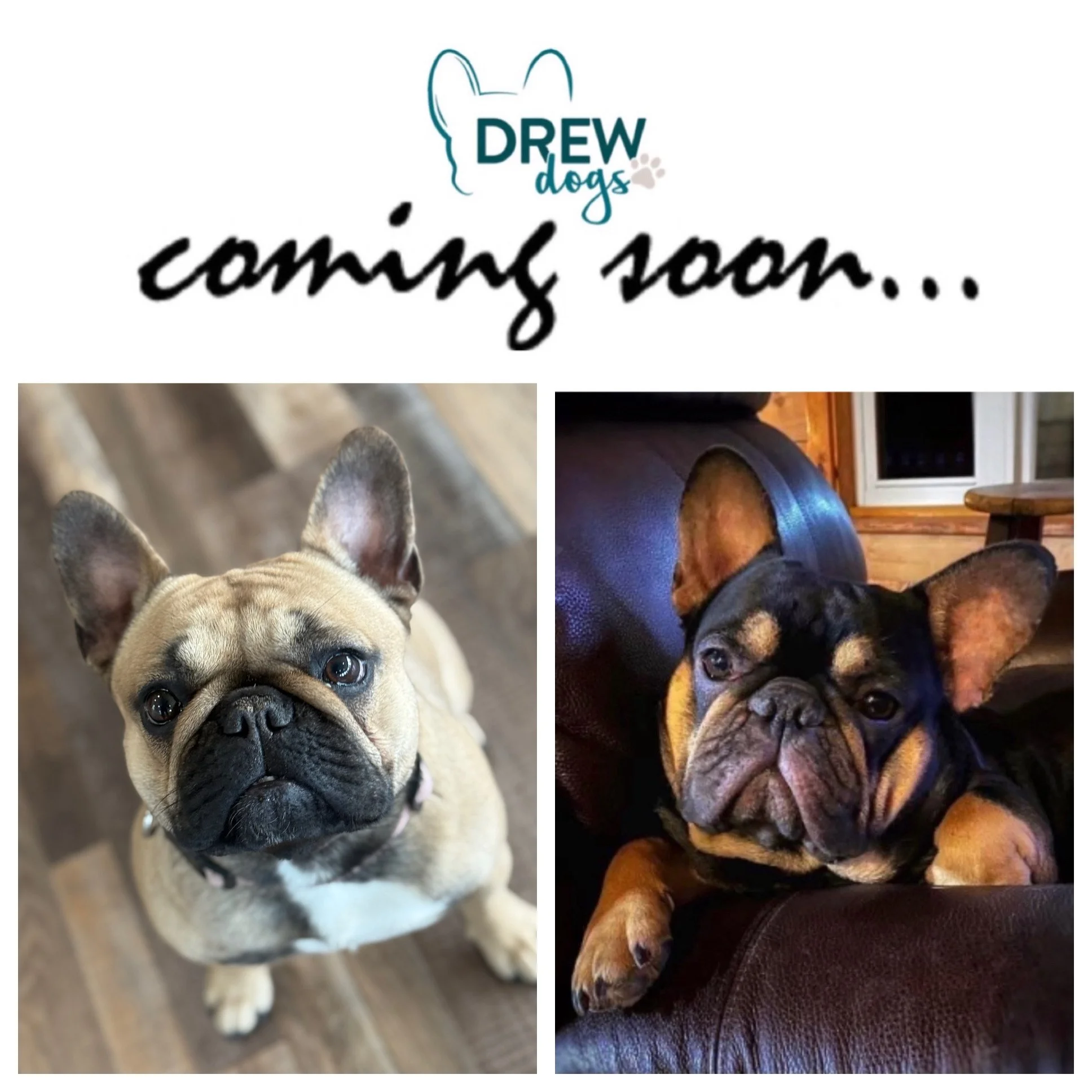 Announcement for Drew Dogs with photos of two French Bulldogs, one fawn-colored and one black and tan, on a wood floor and leather couch, respectively, indicating they are coming soon.