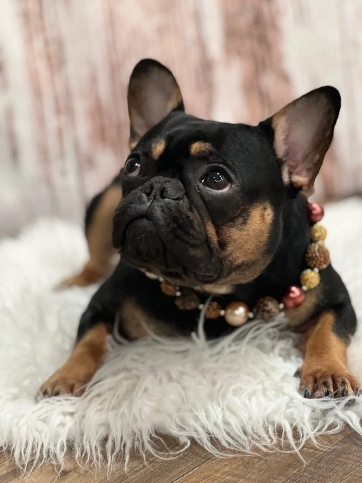 french bulldog breeder ashland ohio
