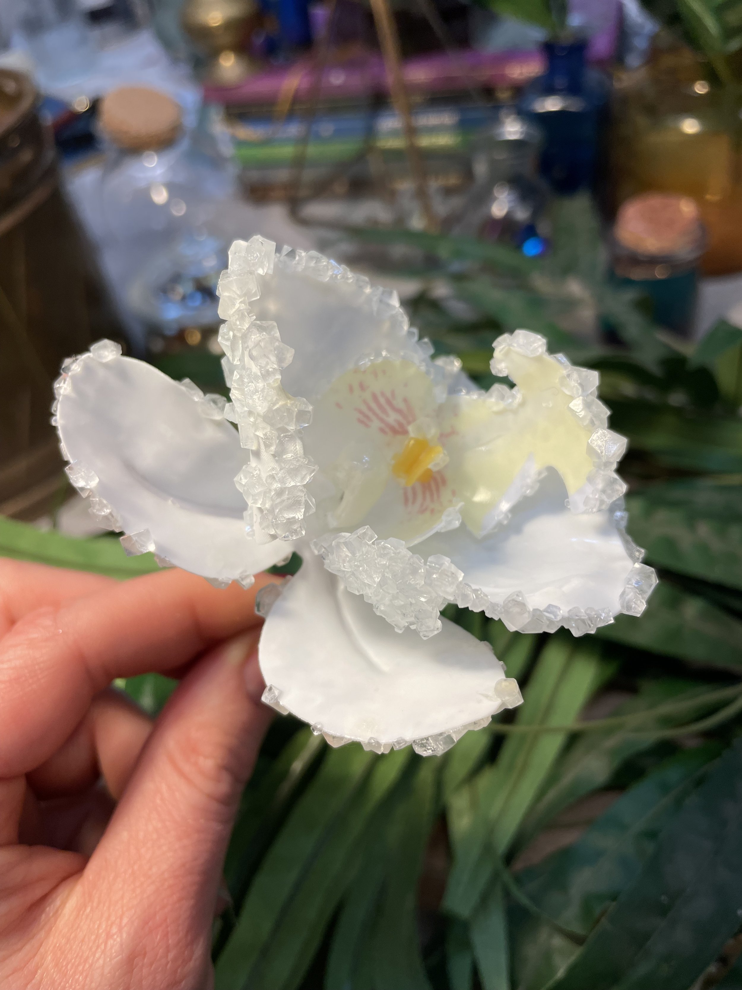 IMG_2559 2.jpeg