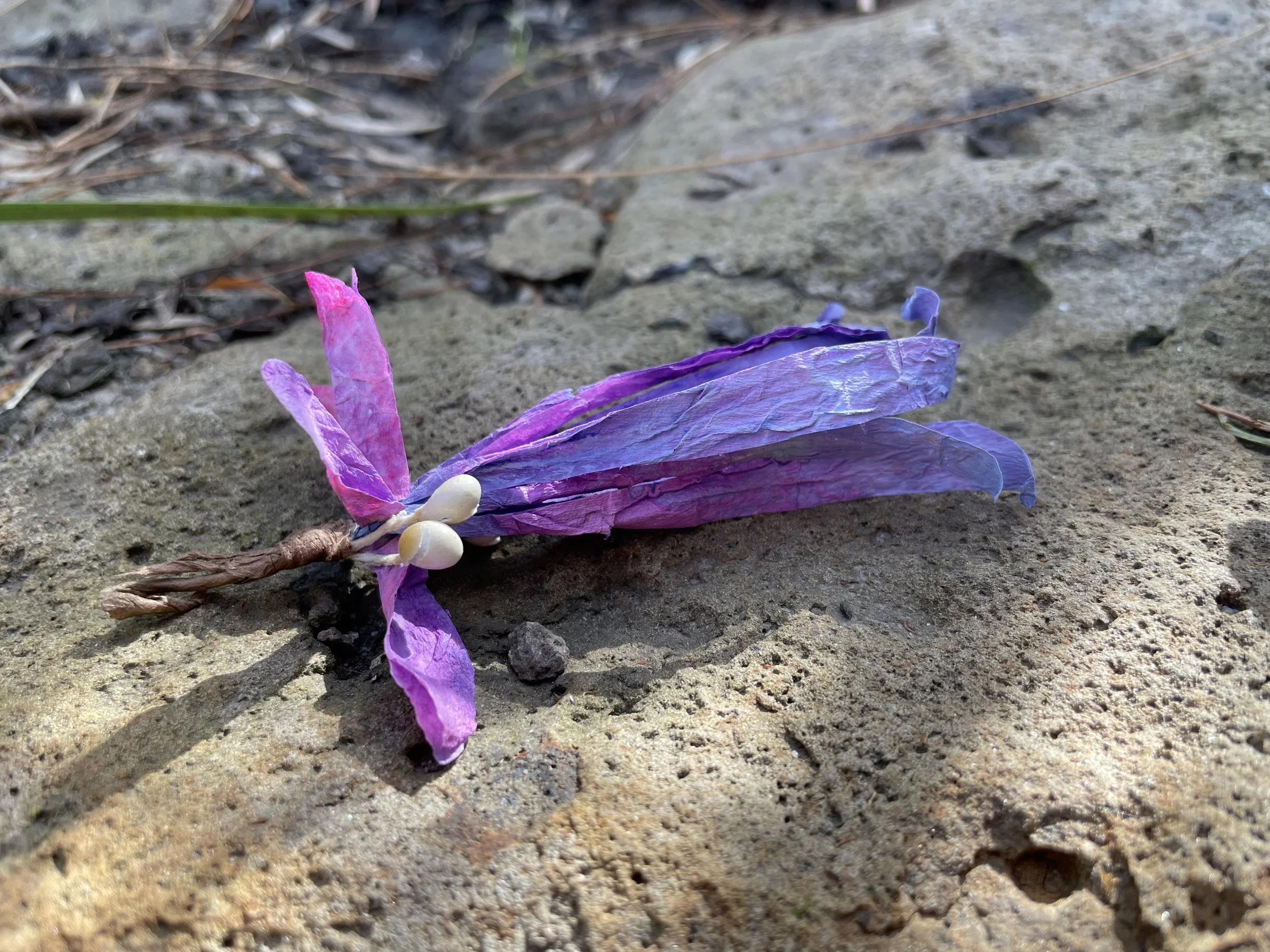 A purple and pink flower, lying on sandy ground with small rocks and twigs.