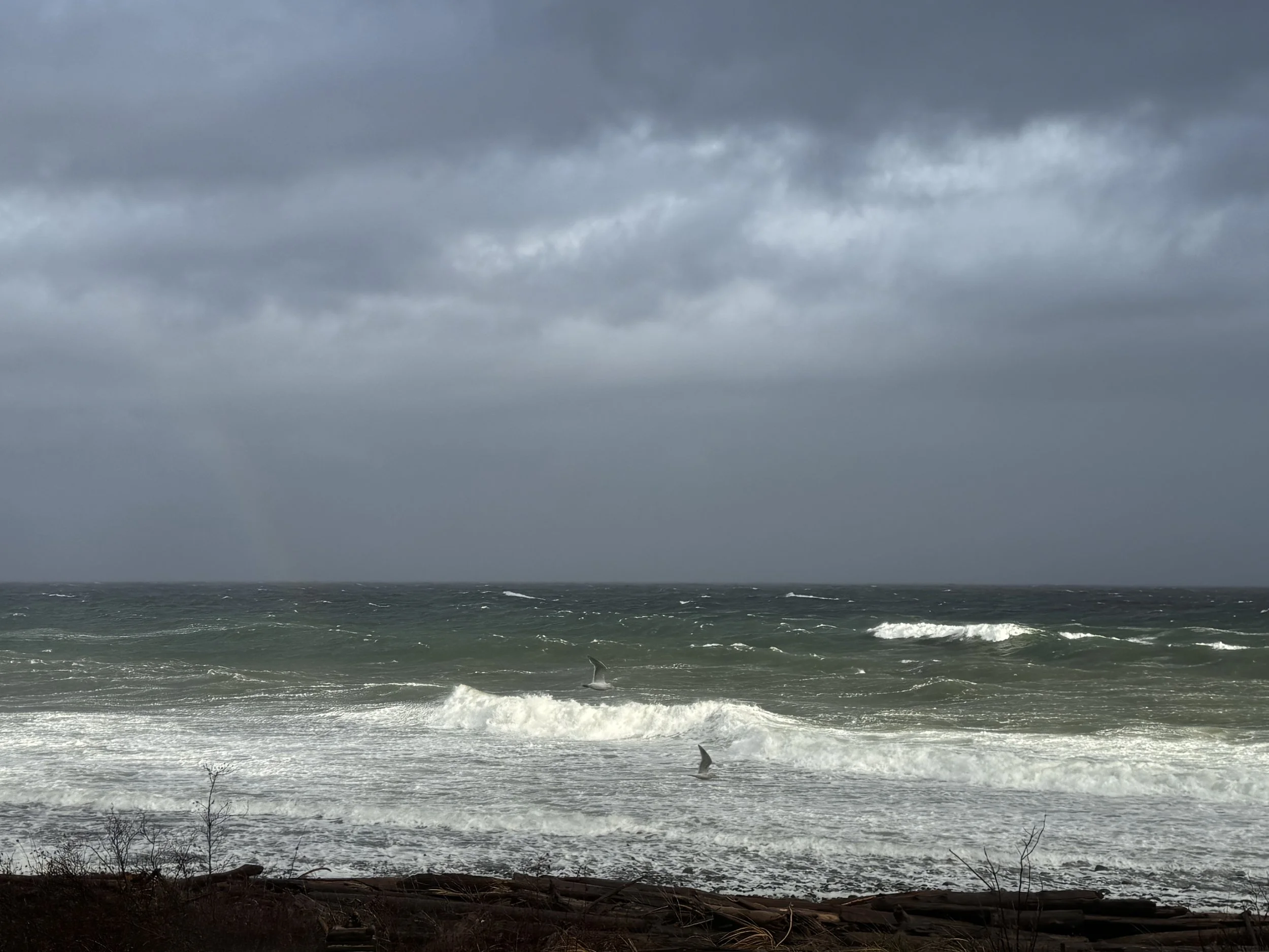 Ominous cloudy sky over a rough ocean with waves and a few seagulls flying near the shoreline, which has driftwood and sparse vegetation.