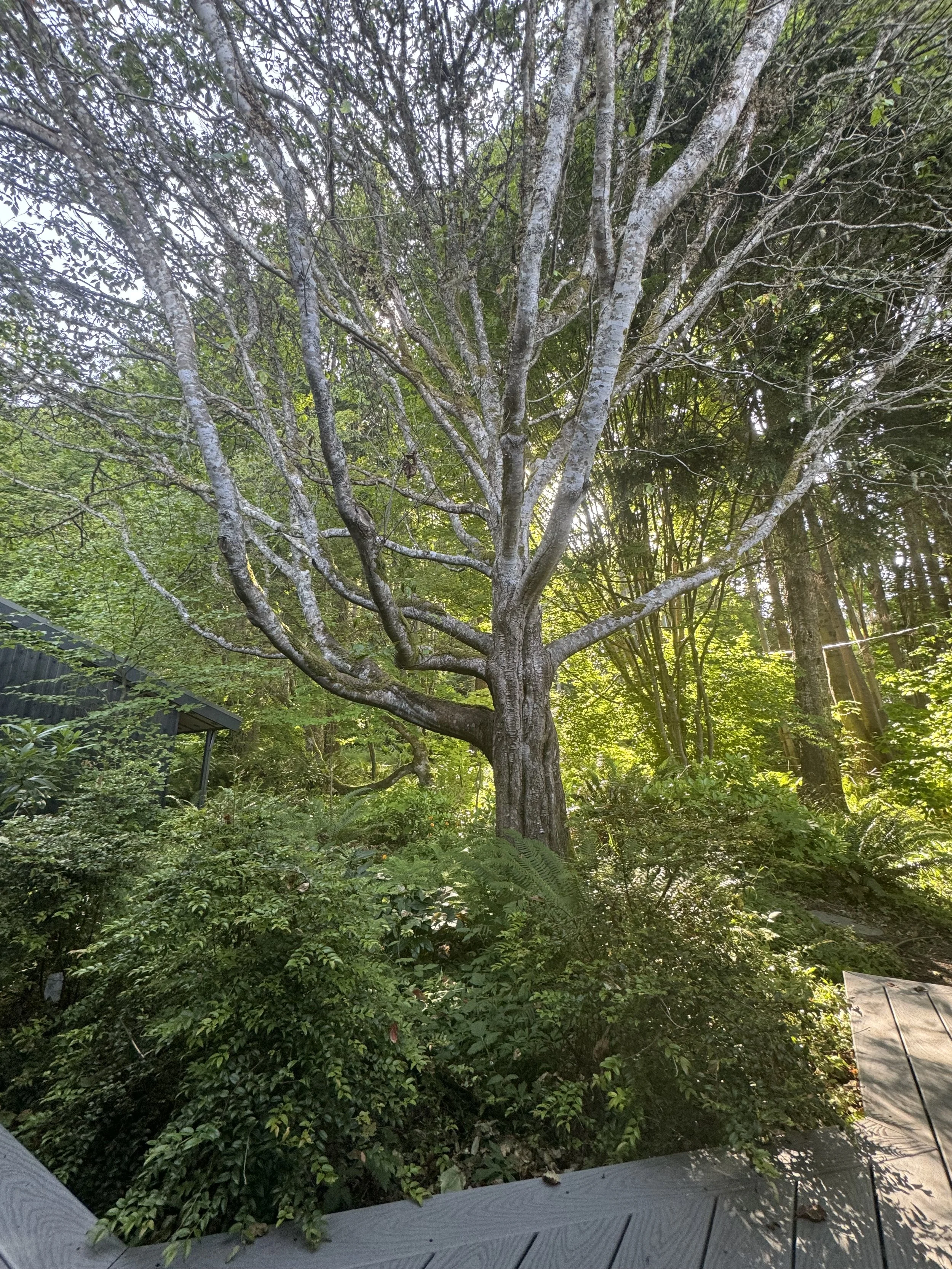 A large tree with a broad trunk and sprawling branches surrounded by green foliage in a forested area, viewed from a wooden deck.
