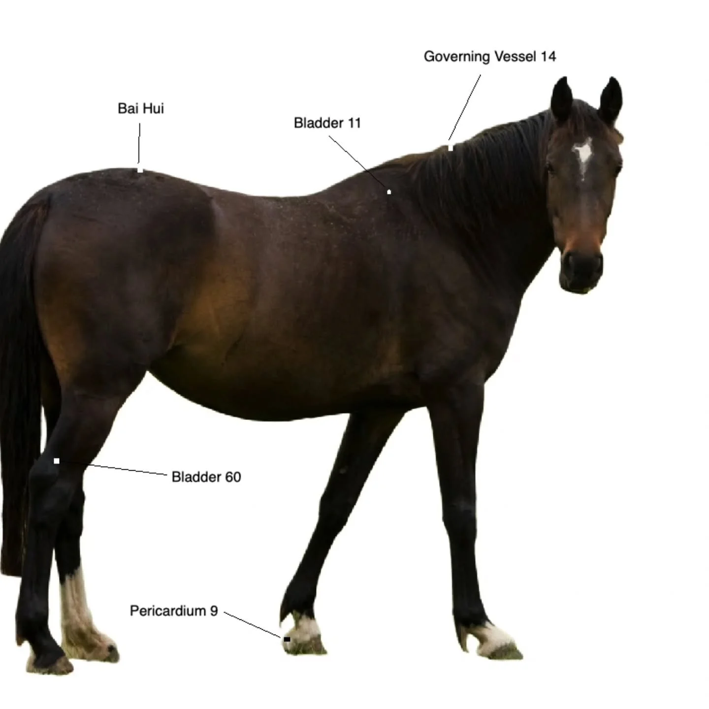 Here are five easy acupressure points to learn and use phototgerapy patches on your horse:
Governing Vessel 14: Found in the dip just near the base of the mane (directly on top of the neck), this acu-point is great for strengthening the immune system