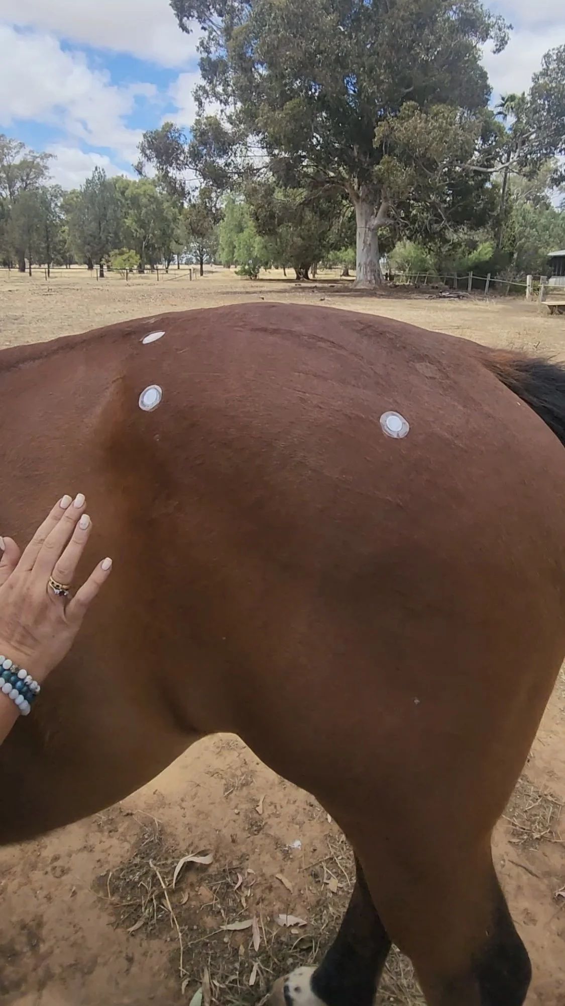 Close-up of a horse's side with four white circular patches on its body, and a person touching the horse's back with their left hand, which has a bracelet and a ring.