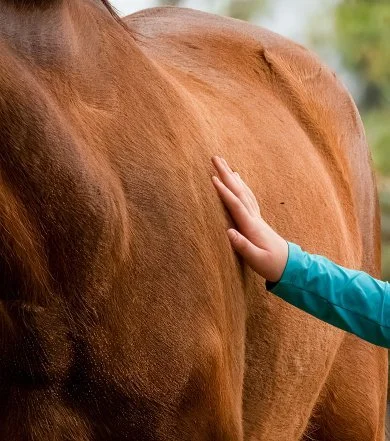 A person petting a brown horse on its side.