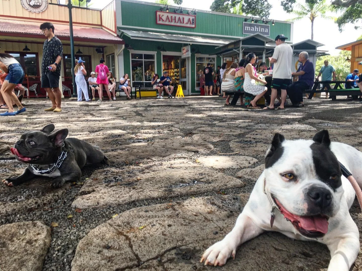 Originally Mavi the Frenchy was highly reactive towards other dogs. I wasn&rsquo;t able to bring another dog anywhere near him without him lunging and barking. As of today it&rsquo;s a different story 🐾🤙 Mahalo to his owners for trusting the proces