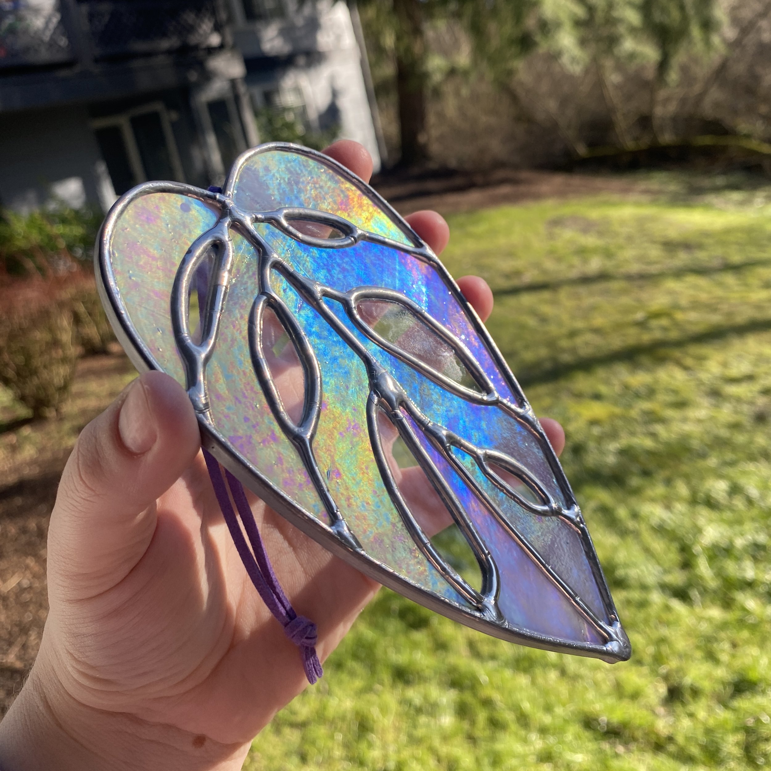Purple Iridescent Monstera Adansonii