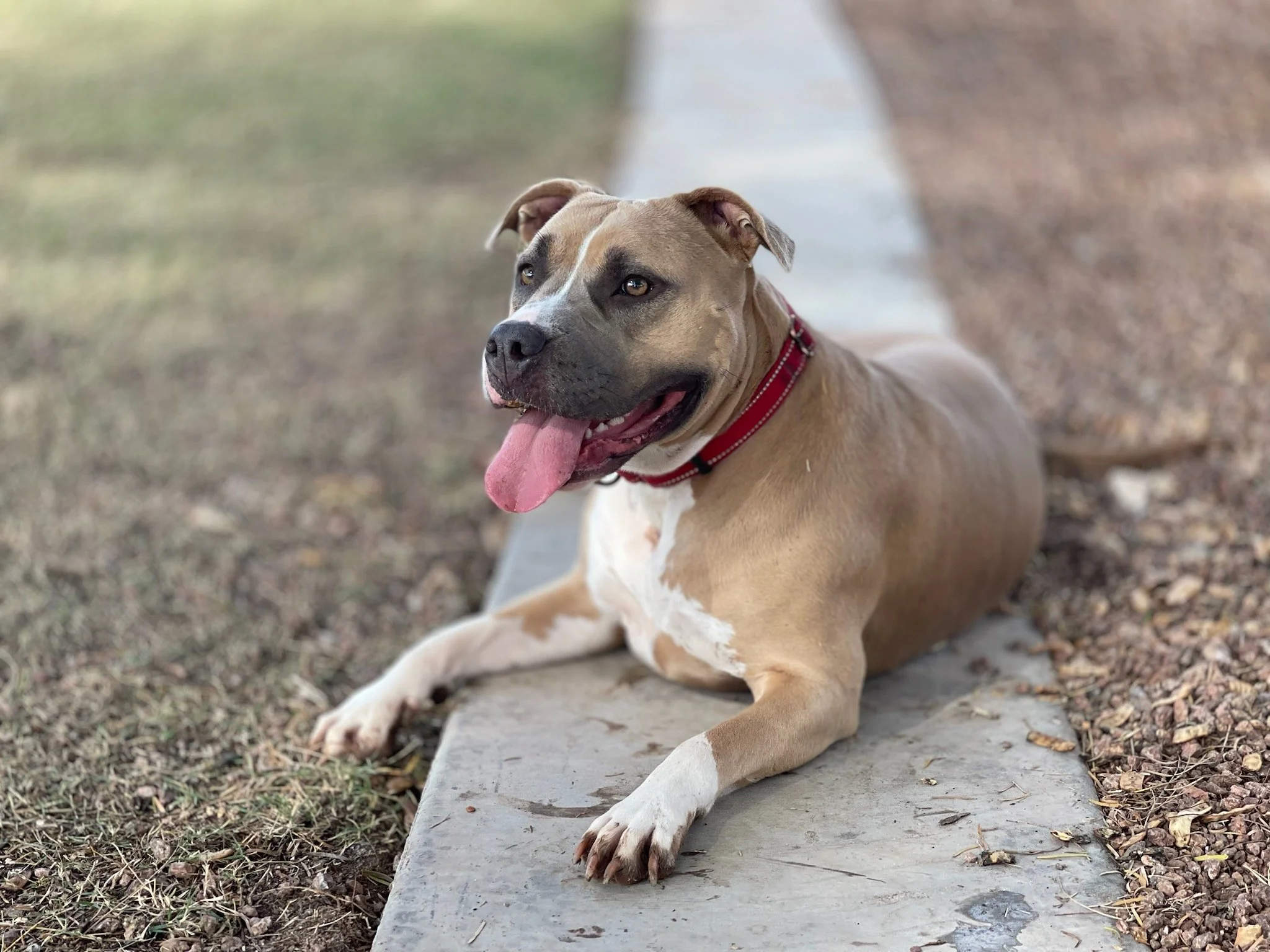 Adoptable Pets — Angels for Paws Rescue and Sanctuary
