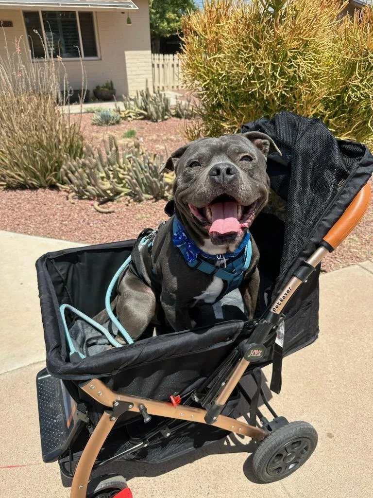 Adoption Process — Angels for Paws Rescue and Sanctuary