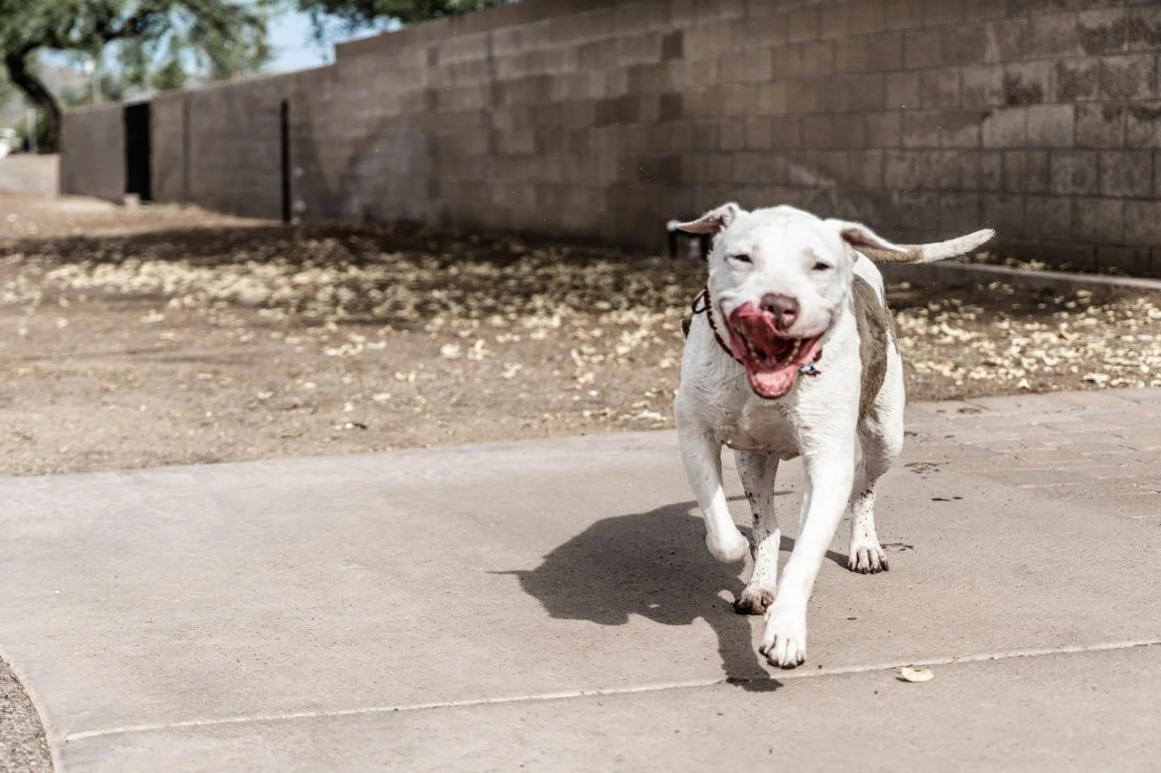About Us — Angels for Paws Rescue and Sanctuary