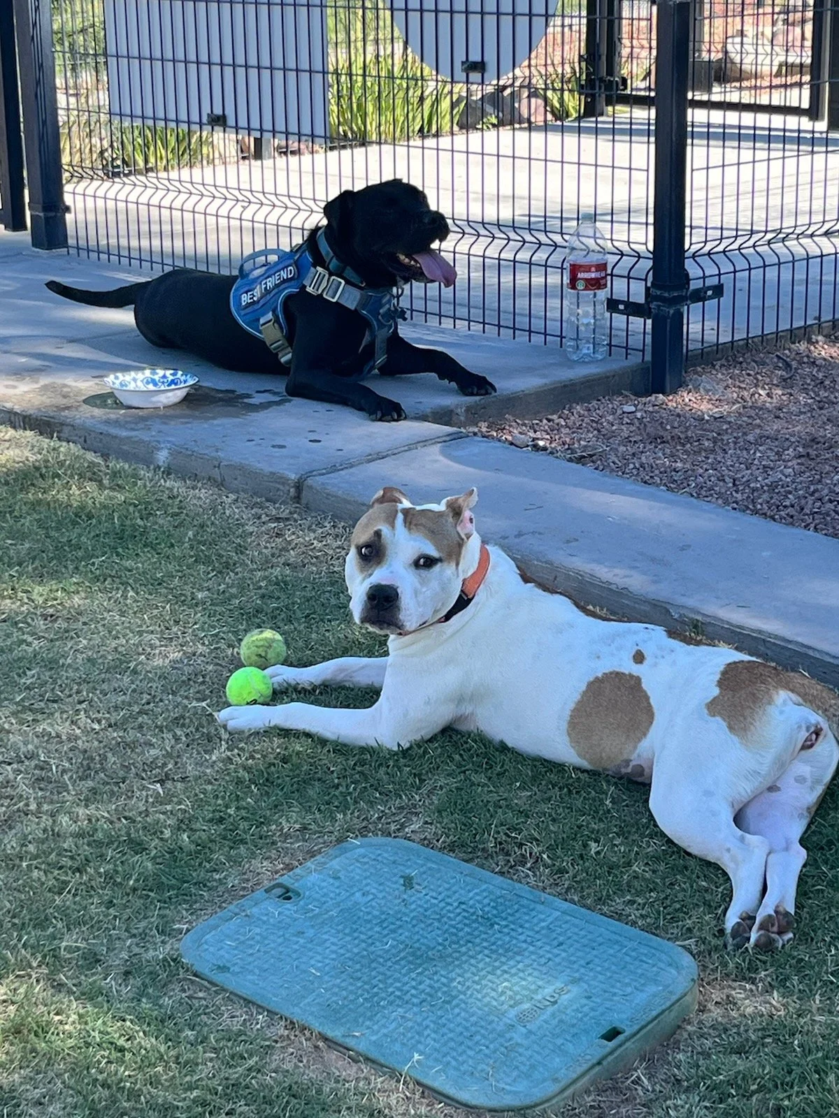 Adoption Process — Angels for Paws Rescue and Sanctuary