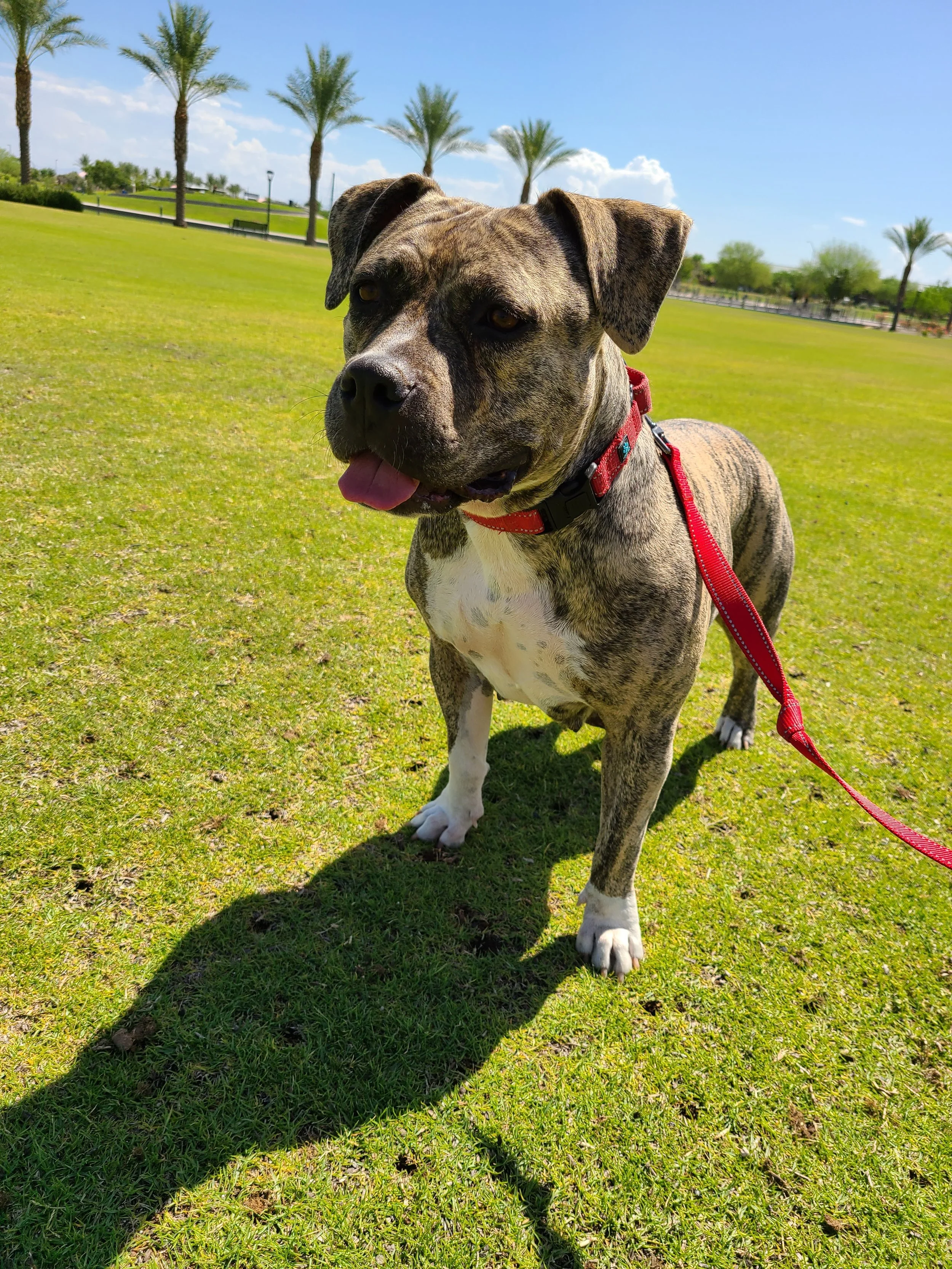 Adoption Process — Angels for Paws Rescue and Sanctuary