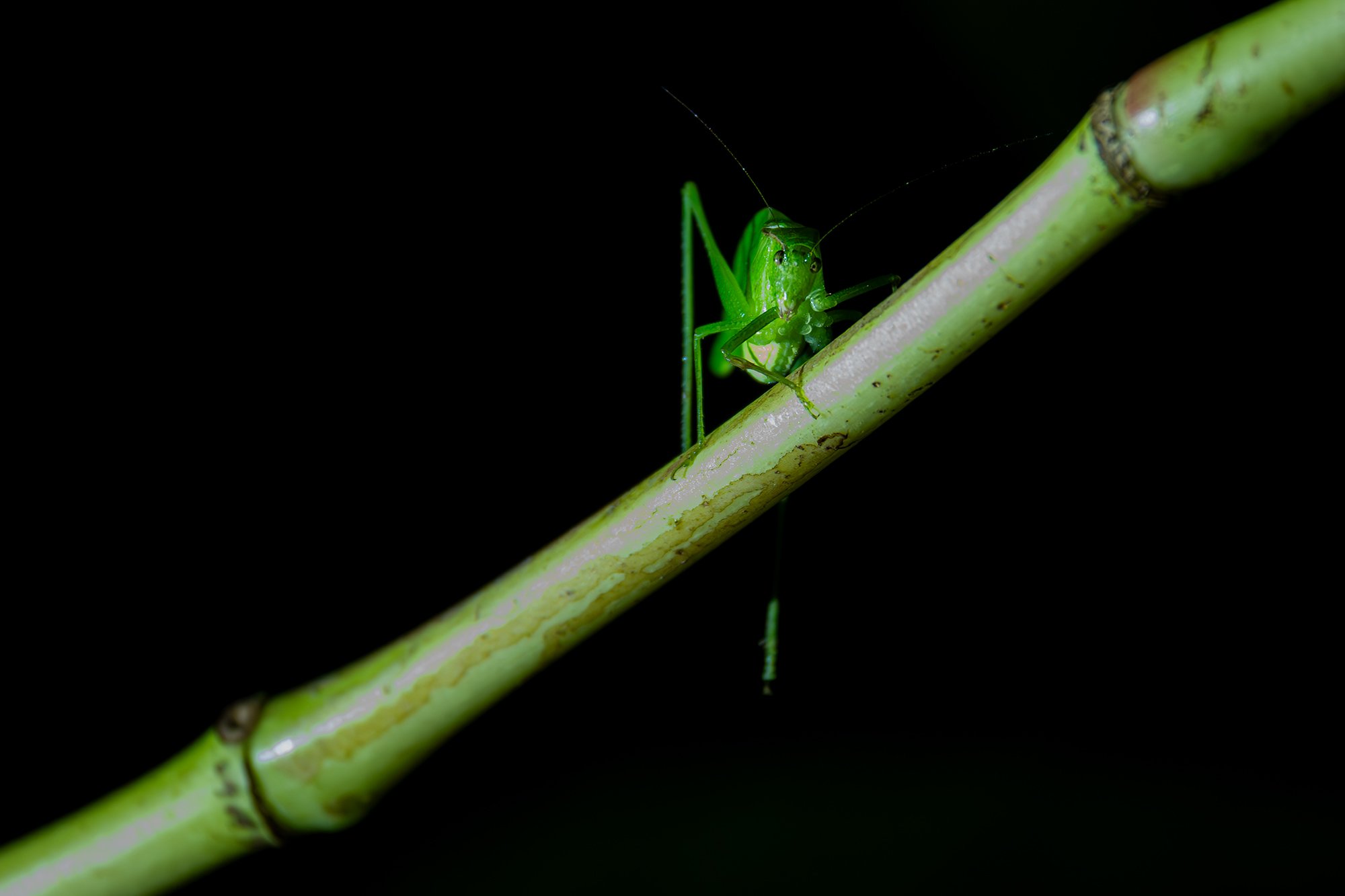 Photograph taken at night of a green grasshopper insect on a branch in La Tirimbina Biological Reserve, Sarapiqui, Costa Rica, taken by Sandy Cowley