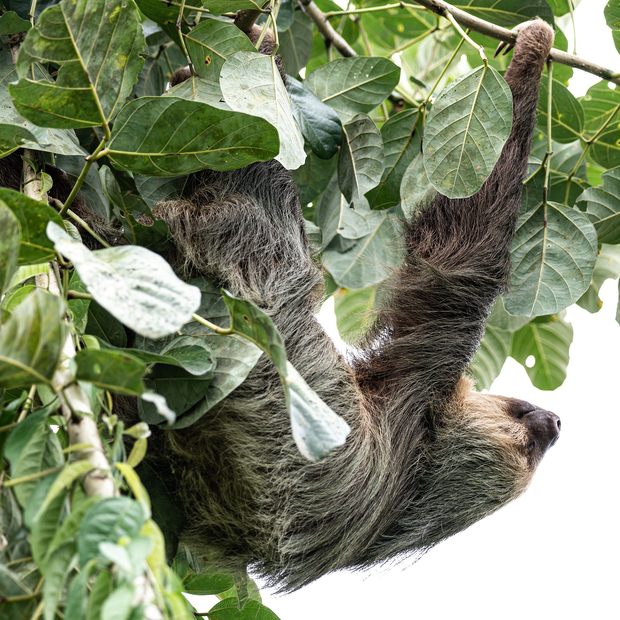 Photograph of a sloth hanging from a tree by the road on the way to Tortugero, Costa Rica, taken by Sandy Cowley