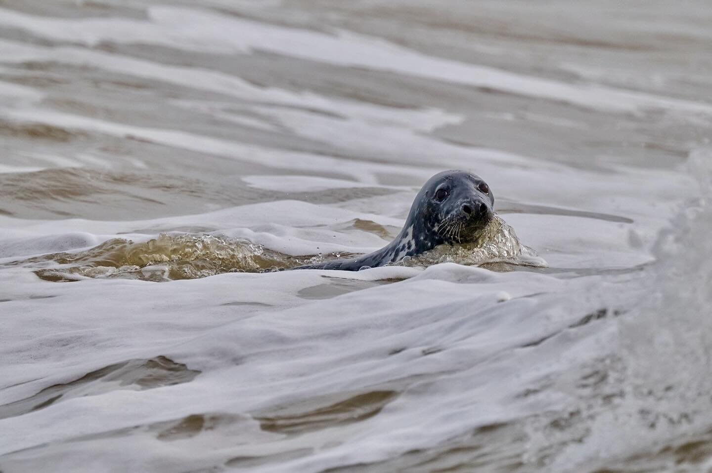 Grey seal swimming in the sea this morning #seal #greyseal #greyseals #sea #beach #coast #winterton #wintertononsea #norfolkcoast #naturephoto #wildlifephotographer #wildlifephotos #aywmc280324 #ayearwithmycamera #aywmc