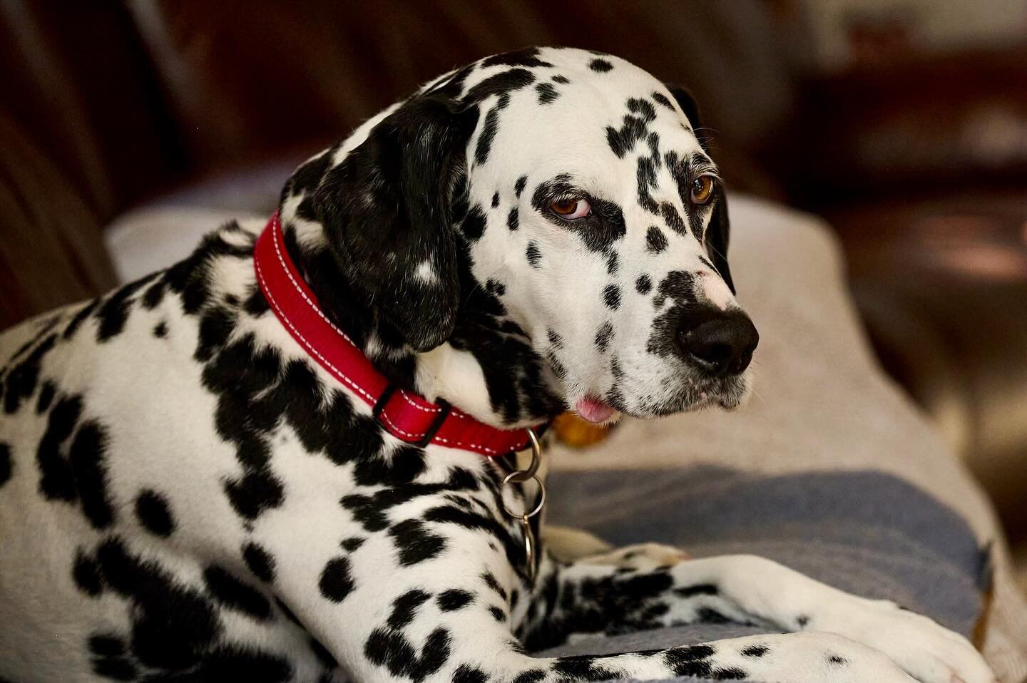 Ziggy 🥰 #dalmatian #dalmatians #dog #dogphotography #petphotography #aywmc #aywmcjune2020
