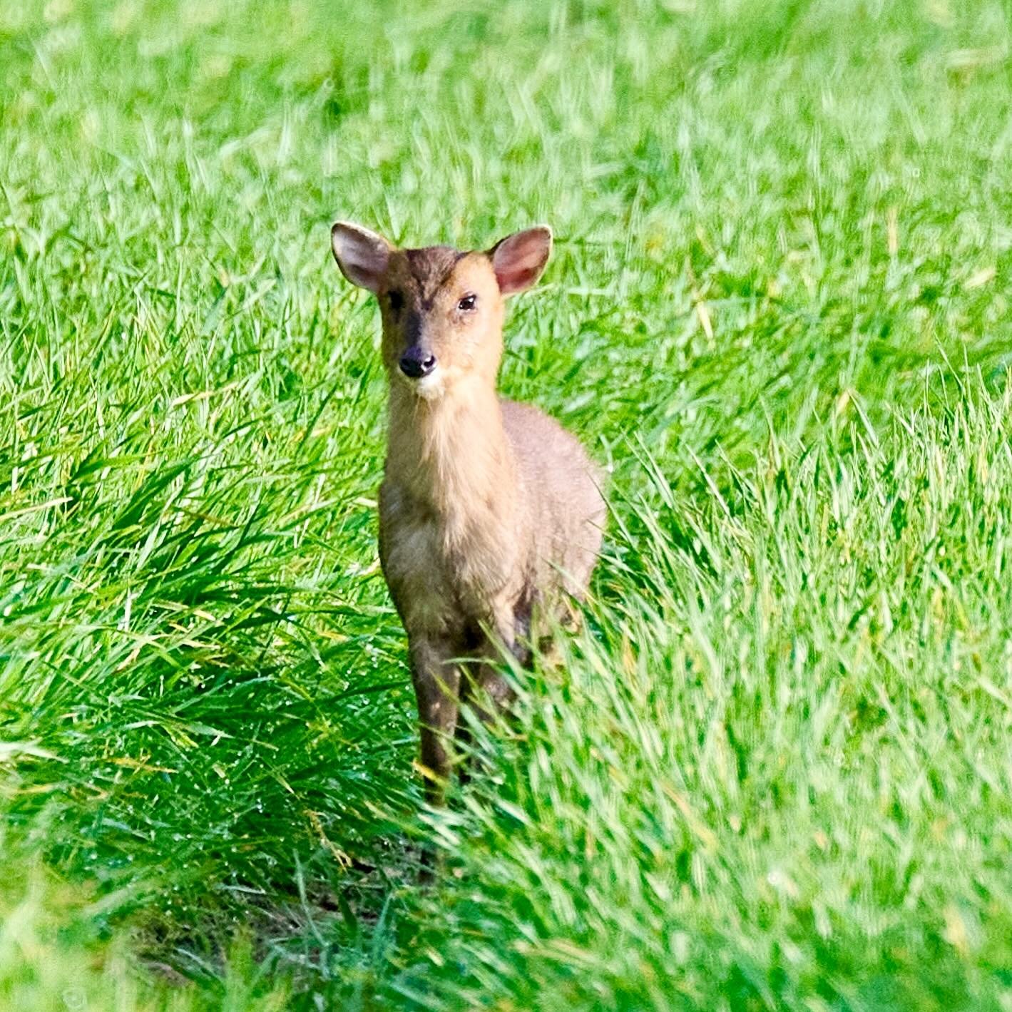 A young muntjac spotted on my morning walk #muntjacdeer #deer #morningwalk #winterton #wintertononsea #naturephoto #naturephotographer #wildlifephotographer #wildlifephotographers #aywmc #ayearwithmycamera #aywmcjune2020