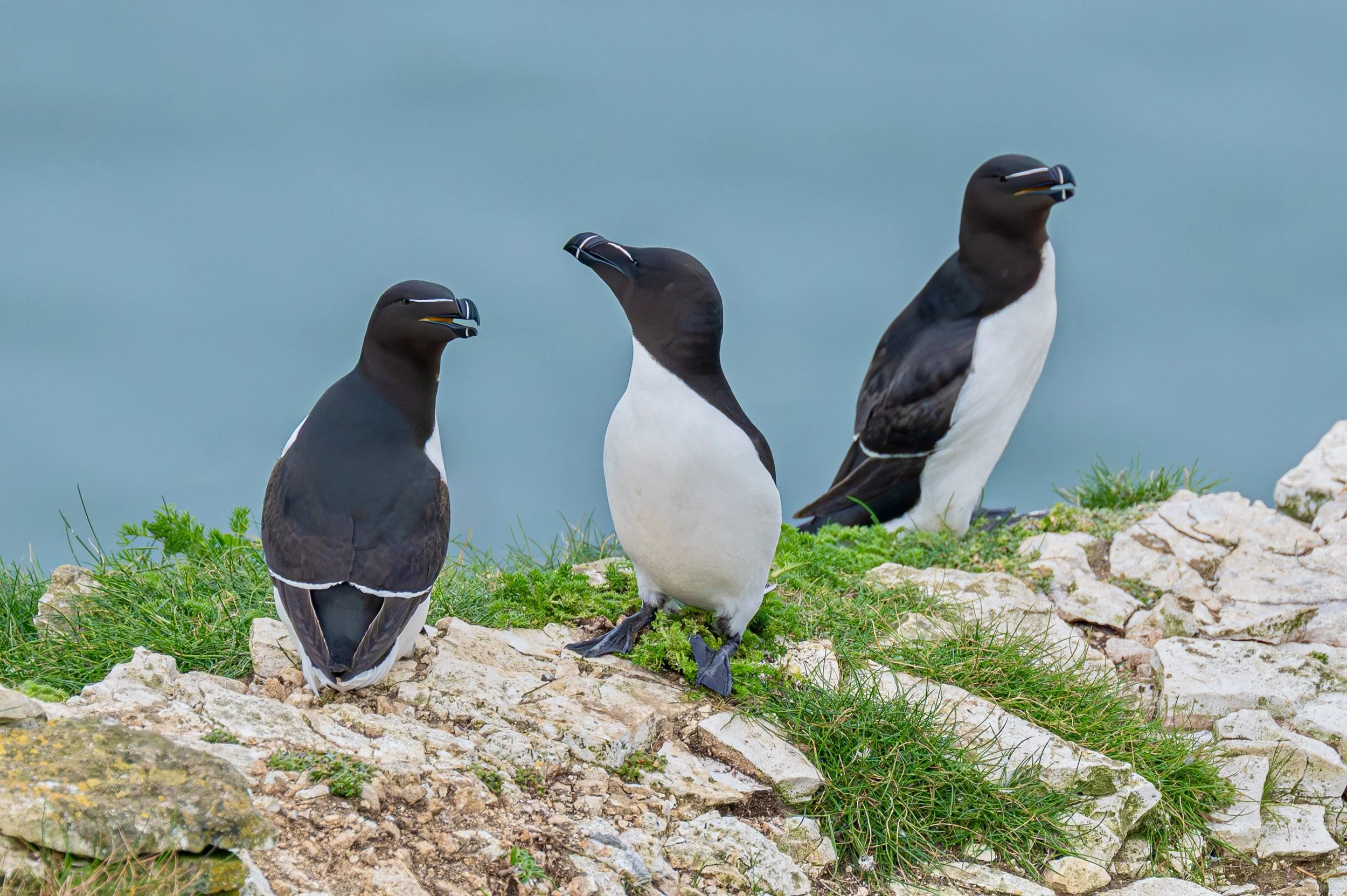 Bempton Cliffs