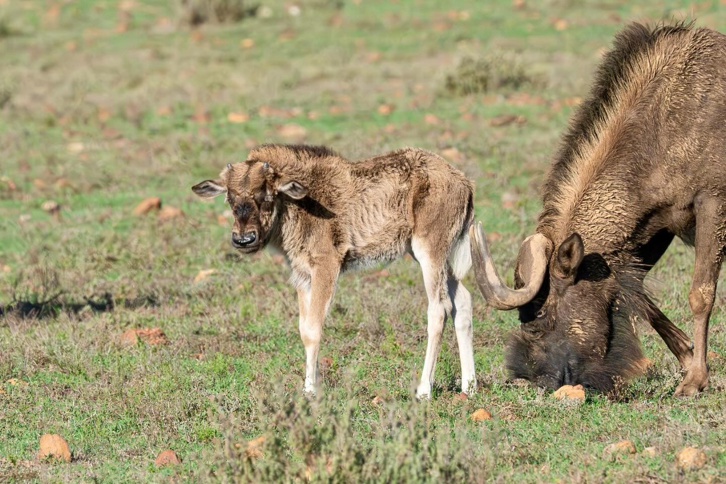 Black Wildebeest calf #blackwildebeest #blackwildebeestcalf #gardenroutegamelodge #southafrica #safari #wildlifeconservation #wildlifephotograpy #wildlifephotographer #naturephoto #nikon #nikonz6iii