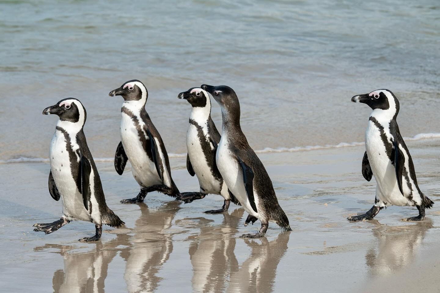 Walk this way &hellip;.. #africanpenguin #africanpenguins #bolderbeachpenguin #southafrica #beach #wildlifephotographer #wildlifephotograph #naturephotos #nikon #nikonphotography #nikonphoto #nikonz6iii