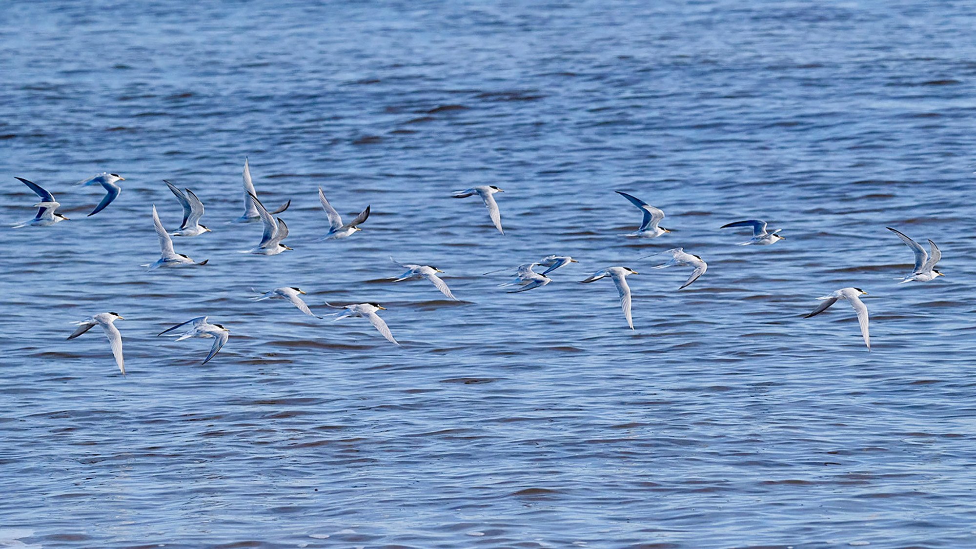 Photograph of a group of Little Terns flying over the sea on Winterton beach, Norfolk, taken by Sandy Cowley.