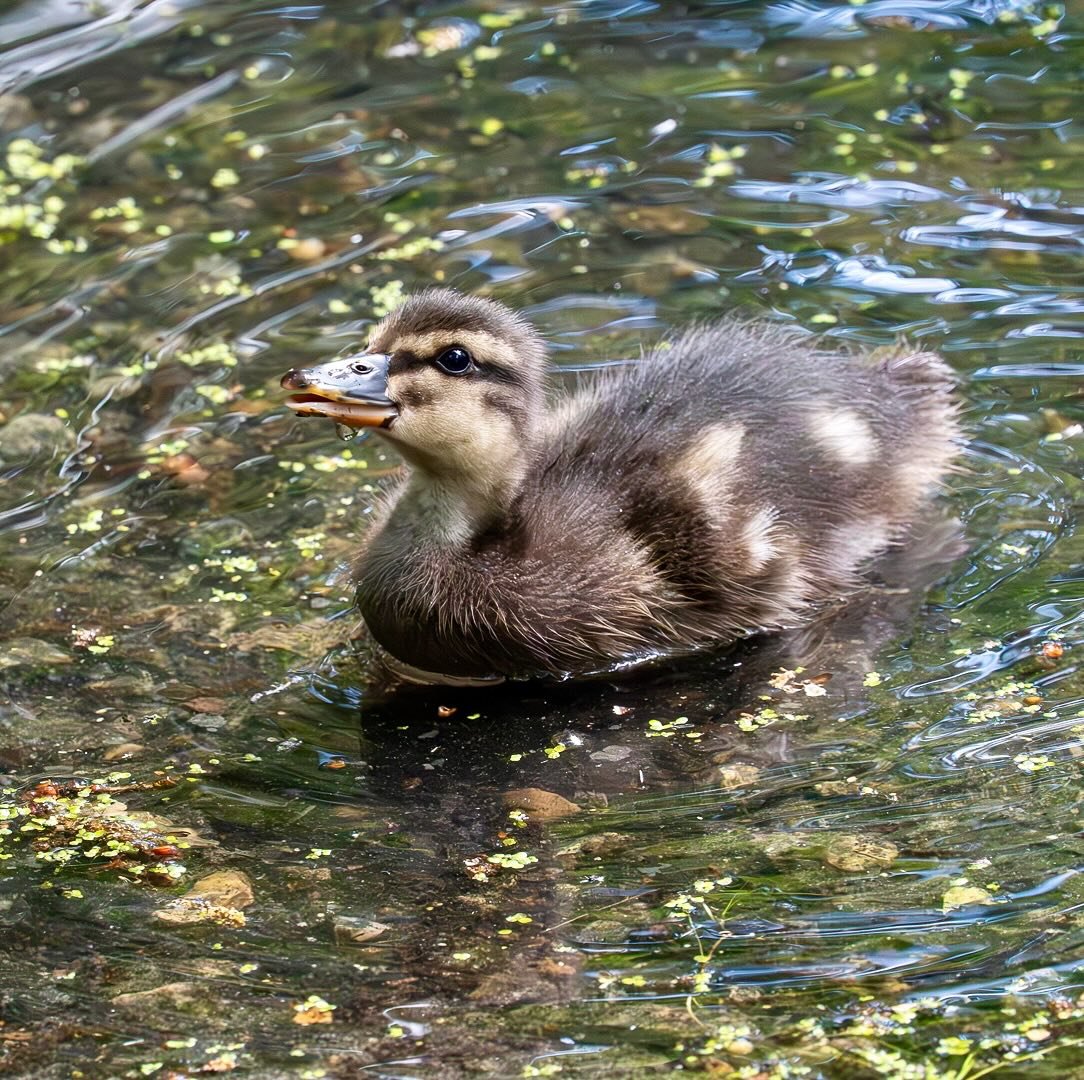 Duckling at Fairhaven Water Garden #fairhavenwatergardens #duckling #ducklingsofinstagram #ducklings #naturepics #naturephotos #naturephotographers #wildlifephotographer #wildlifephotograph #wildlifephotograph #norfolkbroads #om1markii