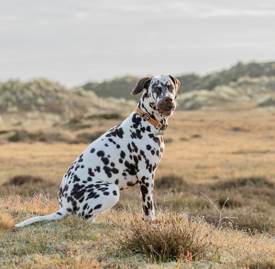 Coco on the dunes this morning with her favourite ball! #coco #dalmatian #dalmatian_pics #liverdalmatian #liverdalmatiansofinstagram #dog #om1markii #omsystemcameras