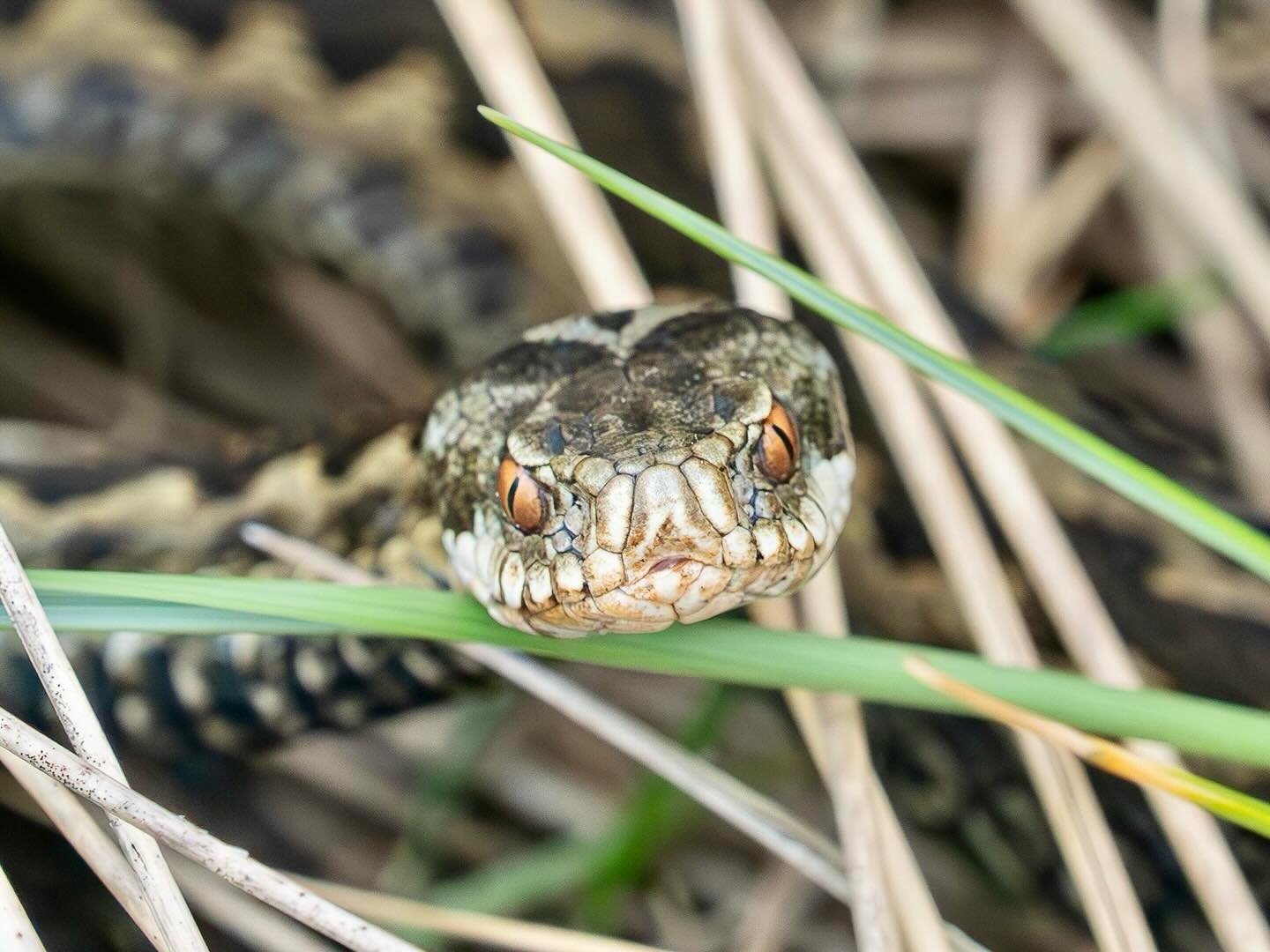 Coco spotted this adder on the dunes this morning! It&rsquo;s the first one I have seen since we moved here nearly 4 years ago! I&rsquo;m not in a rush to see another one!! #adder #snake #addersnake #venemoussnake #dunes #winterton #wintertononsea #w