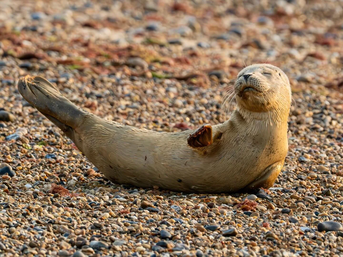 A bit of seal yoga on the beach this morning! #harbourseal #sealpup #sealyoga #yoga #beach #wildlife #wildlifephotographer #wildlifephoto #wildlifephotography #wildlifephotograph #omsystem #om1markii #olympus300mmf4pro
