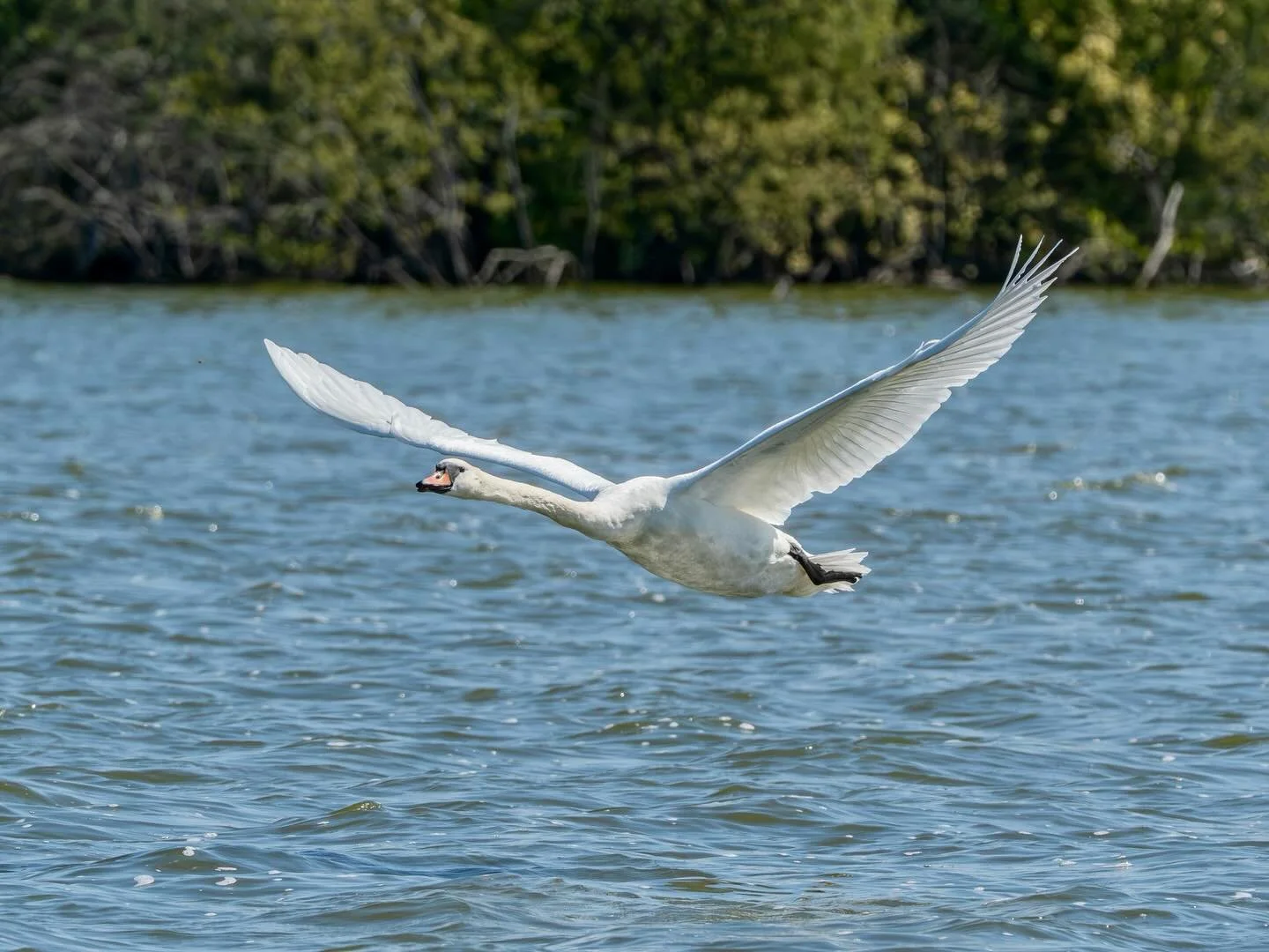 Low flying swan over Barton Broad this morning #swan #flying #flyingswan #bartonbroad #norfolkbroads #wildlife #wildlifephotography #wildlifephotographer #wildlifephoto #omsystem #om1markii #olympus300mmf4pro