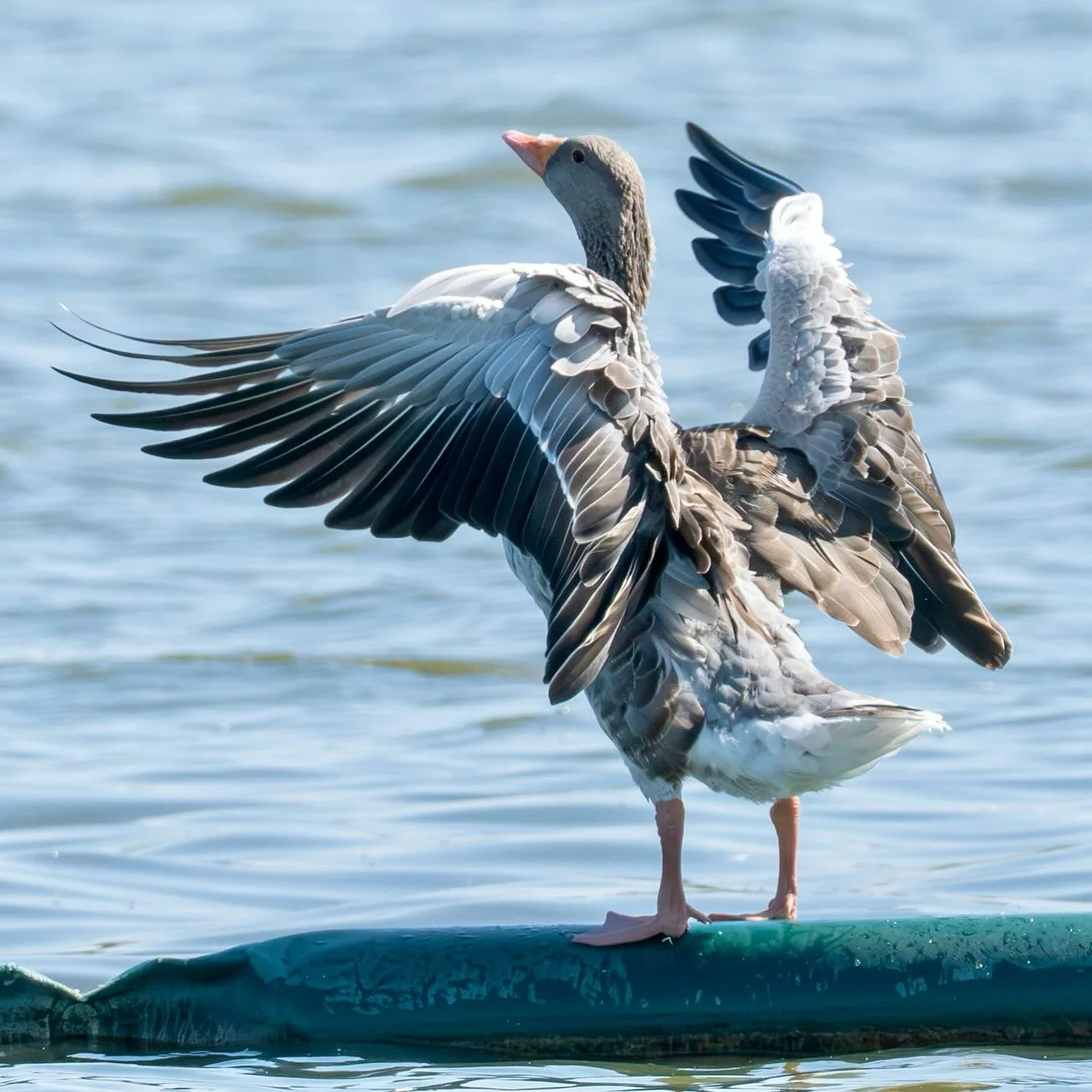 Graylag goose, standing proud! #greylag #greylaggoose #bartonbroad #norfolkbroads #wildlife #wildlifephoto #wildlifephotography #wildlifephotographer #omsystem #om1markii #olympus300mmf4pro