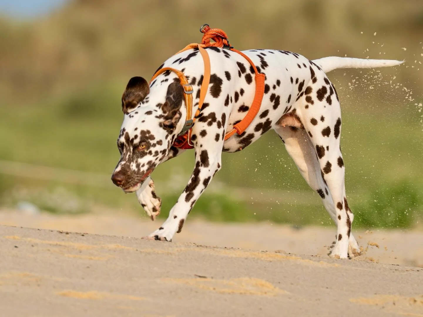 Coco having fun on the beach 🥰 #coco #dalmatian #dalmatianlovers #liverdalmatian #beach #beachdog #winterton #wintertononsea #norfolkcoast #omsystem #om1markii #olympus300mmf4pro