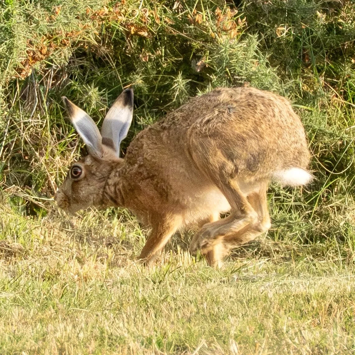 Hop, skip and jump &hellip;. #hare #brownhare #wildlifephotography #wildlifephoto #wildlifephotographer #wildlifeaddicts #omsystem #om1markii #olympus300mmf4pro