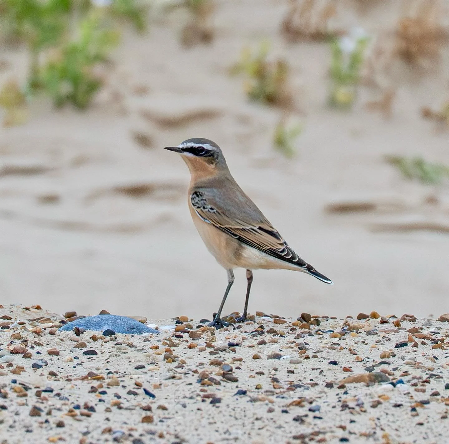 Wheatear on the beach #wheatear #beach #wintertonbeach #norfolkcoast #wildlifephotography #wildlifephoto #wildlifephotographer #omsystem #om1markii #olympus300mmf4pro