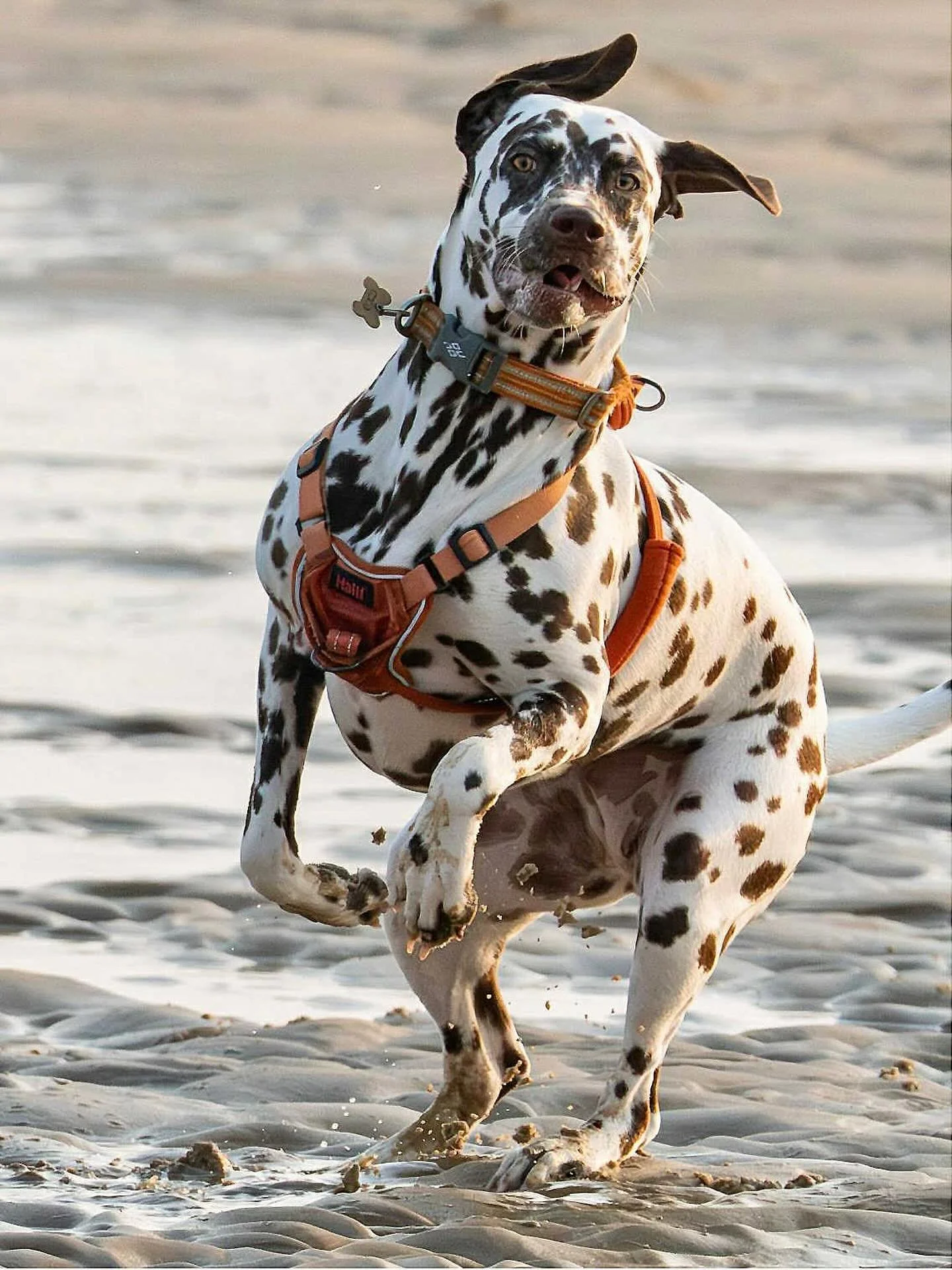 Happy National Dog Day from Coco! #nationaldogday #dog #dalmatian #coco #beach #beachdog #beachfun #omsystem #om1markii #olympus300mmf4pro