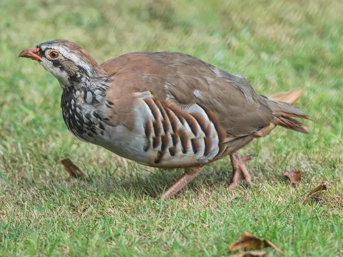 A red-legged partridge in my garden this morning #redleggedpartridge #partridge #wildlife #wildlifeuk #wildlifephotography #wildlifephoto #wildlifephotograph #omsystem #om1markii #olympus300mmf4pro