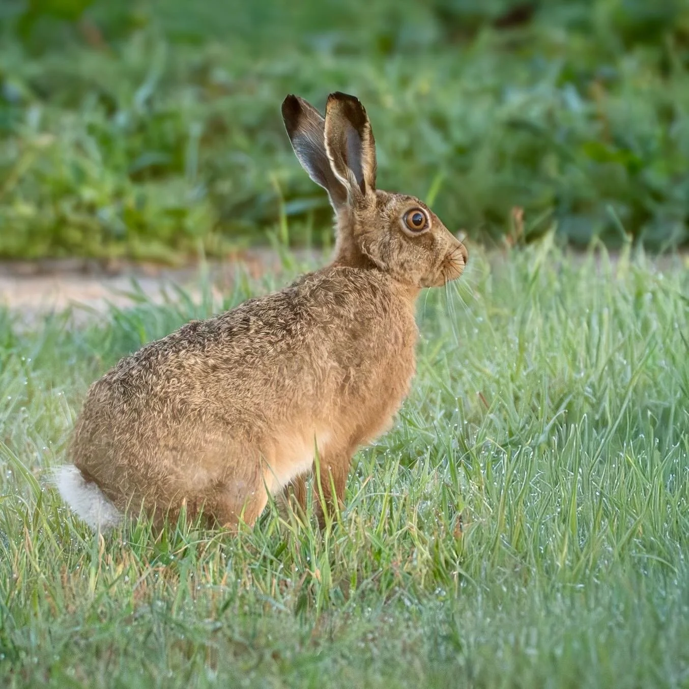 Brown Hare, seen on my morning walk #brownhare #hare #wildlife #wildlifephoto #wildlifephotography #wildlifephotographers #omsystem #om1markii #olympus300mmf4pro