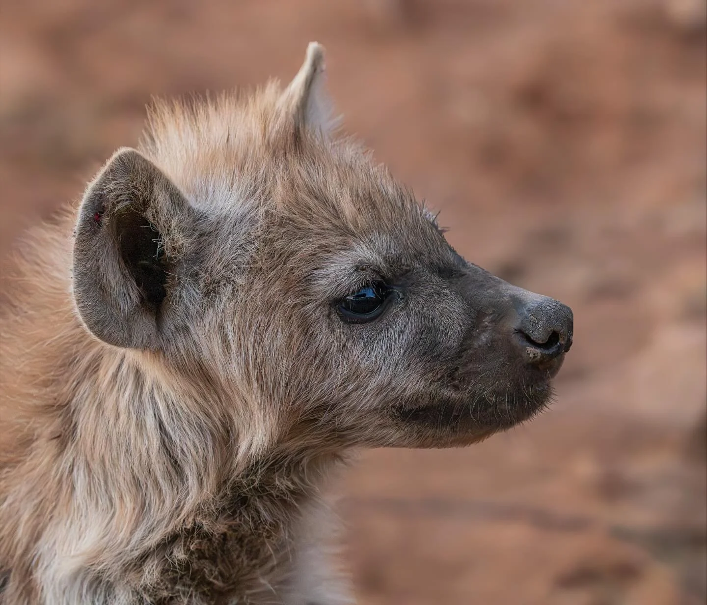 Hyena cub at Madikwe Game Reserve #hyena #hyenacub #madikwe #madikwegamereserve #taugamelodge #safari #africansafari #southafrica #southafricasafari #omsystem #om1markii #om40150f28pro