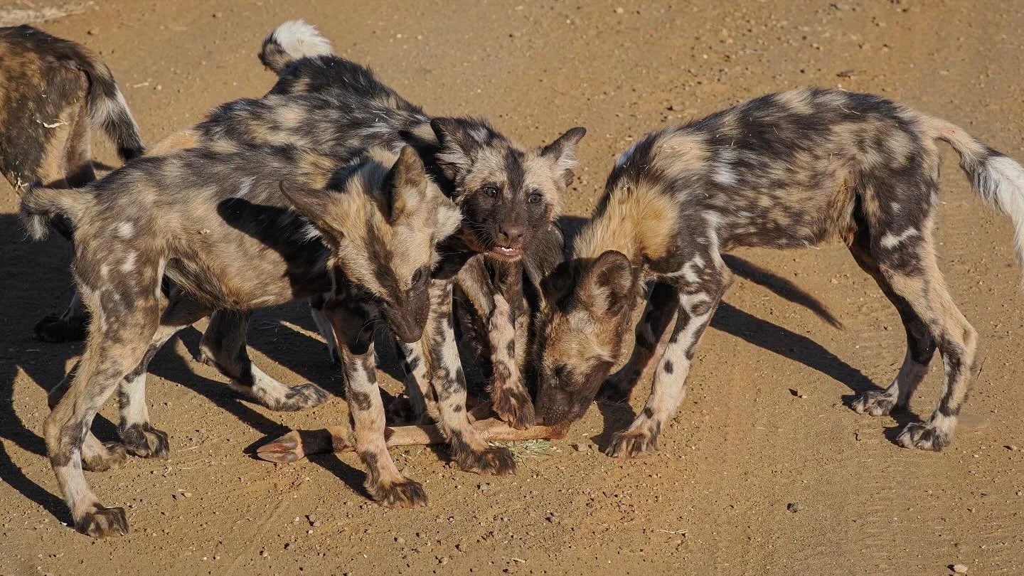 African Wild Dog pups #africanwilddog #africanwilddogpups #painteddogs #puppies #dogs #madikwe #madikwegamereserve #tau #taugamelodge #safari #africansafaris #southafrica #southafricanwildlife #omsystem #om1markii #om40150f28pro